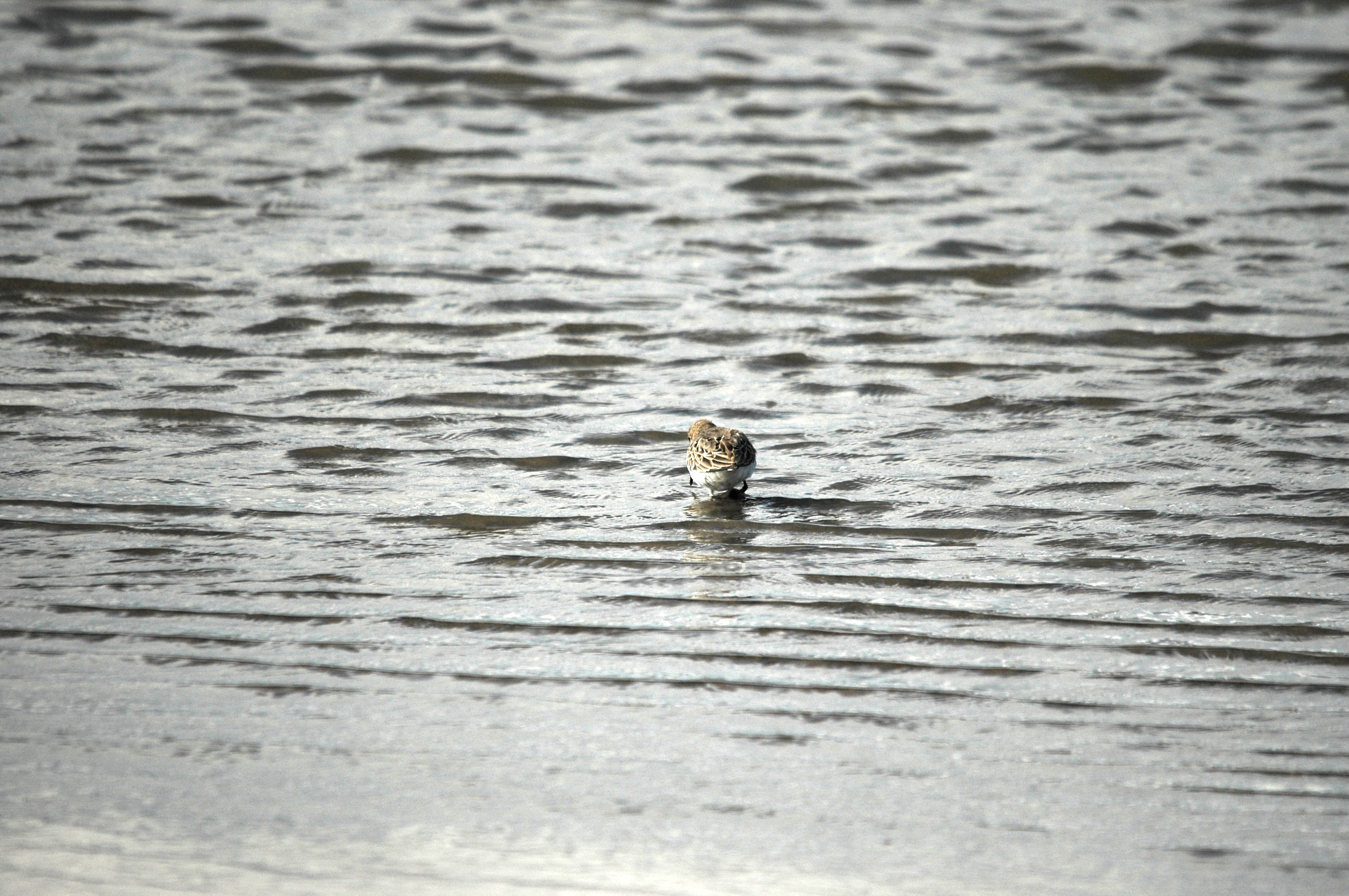 photos/wildlife/Bird_Species/063-Waders/1622-Dunlin/DSC_7511.JPG