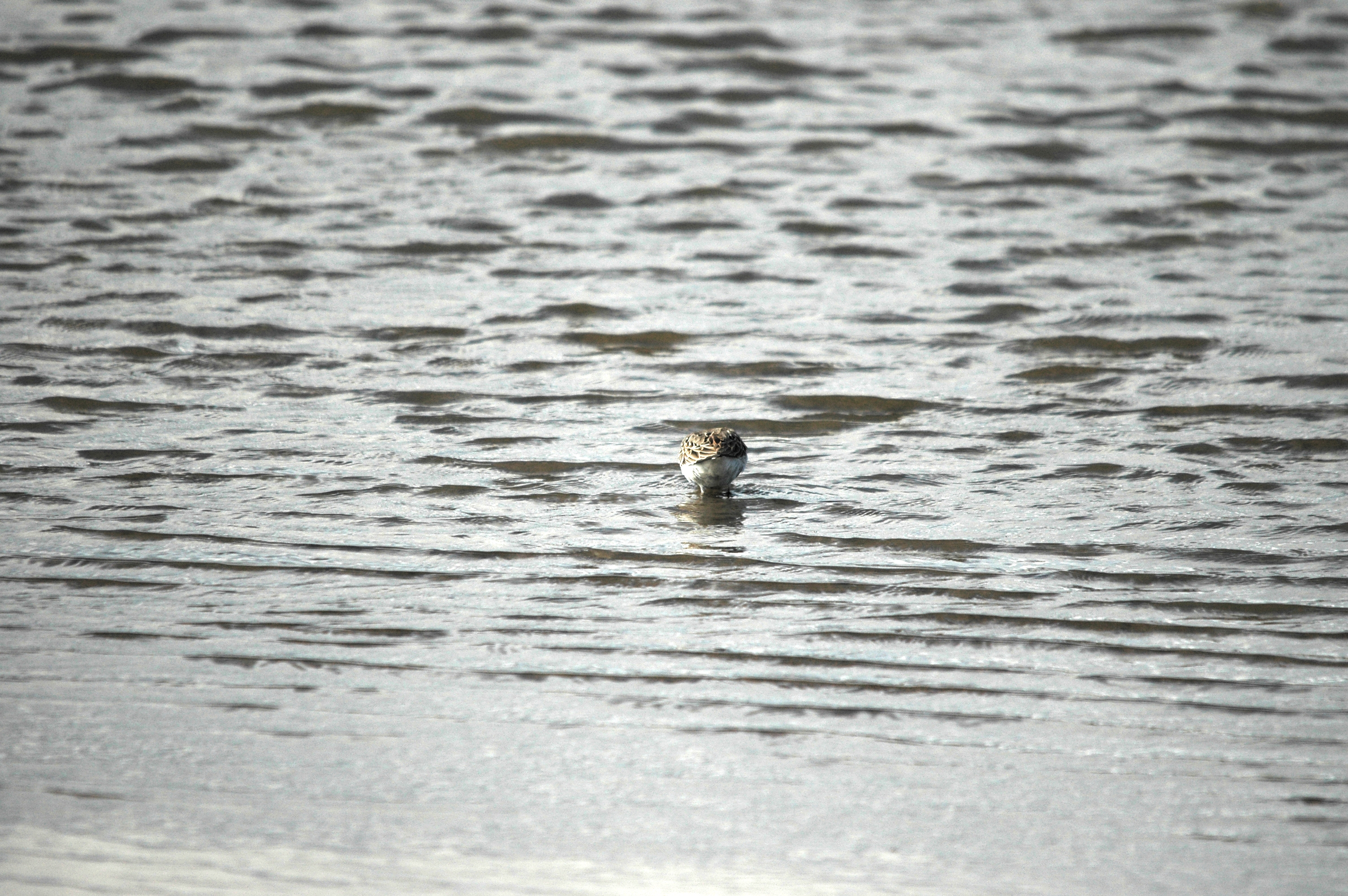 photos/wildlife/Bird_Species/063-Waders/1622-Dunlin/DSC_7512.JPG