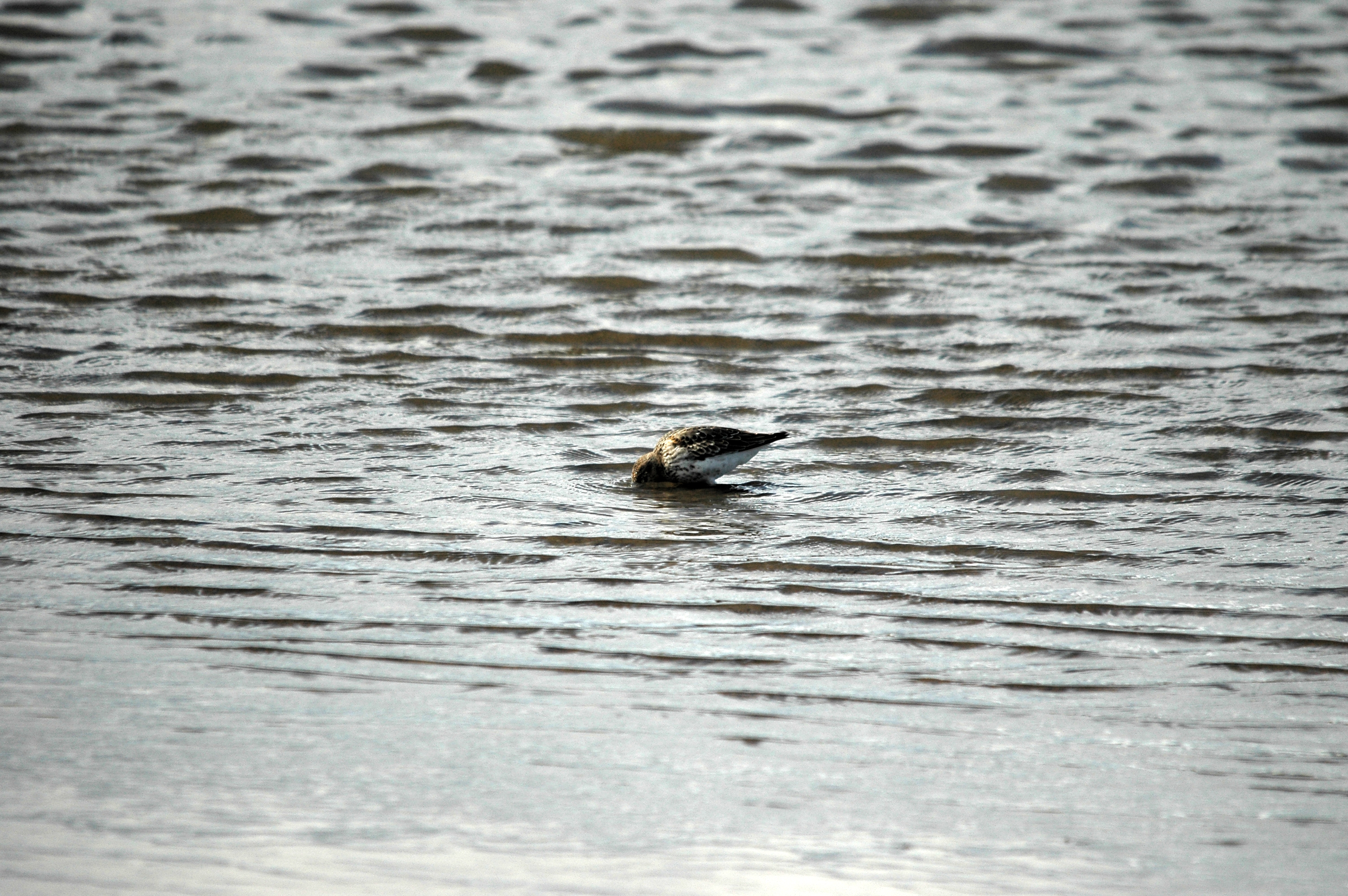 photos/wildlife/Bird_Species/063-Waders/1622-Dunlin/DSC_7513.JPG
