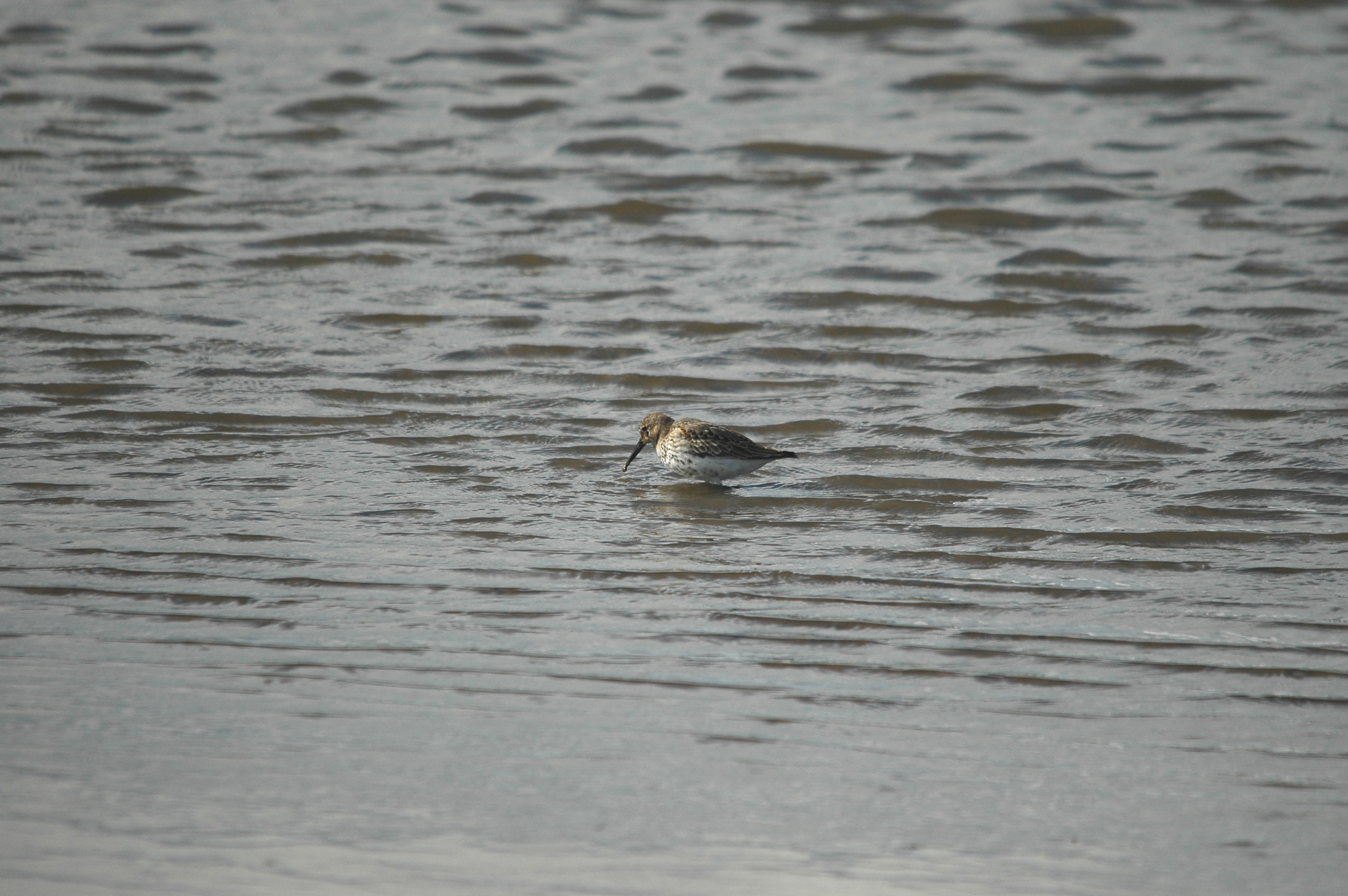 photos/wildlife/Bird_Species/063-Waders/1622-Dunlin/DSC_7514.JPG