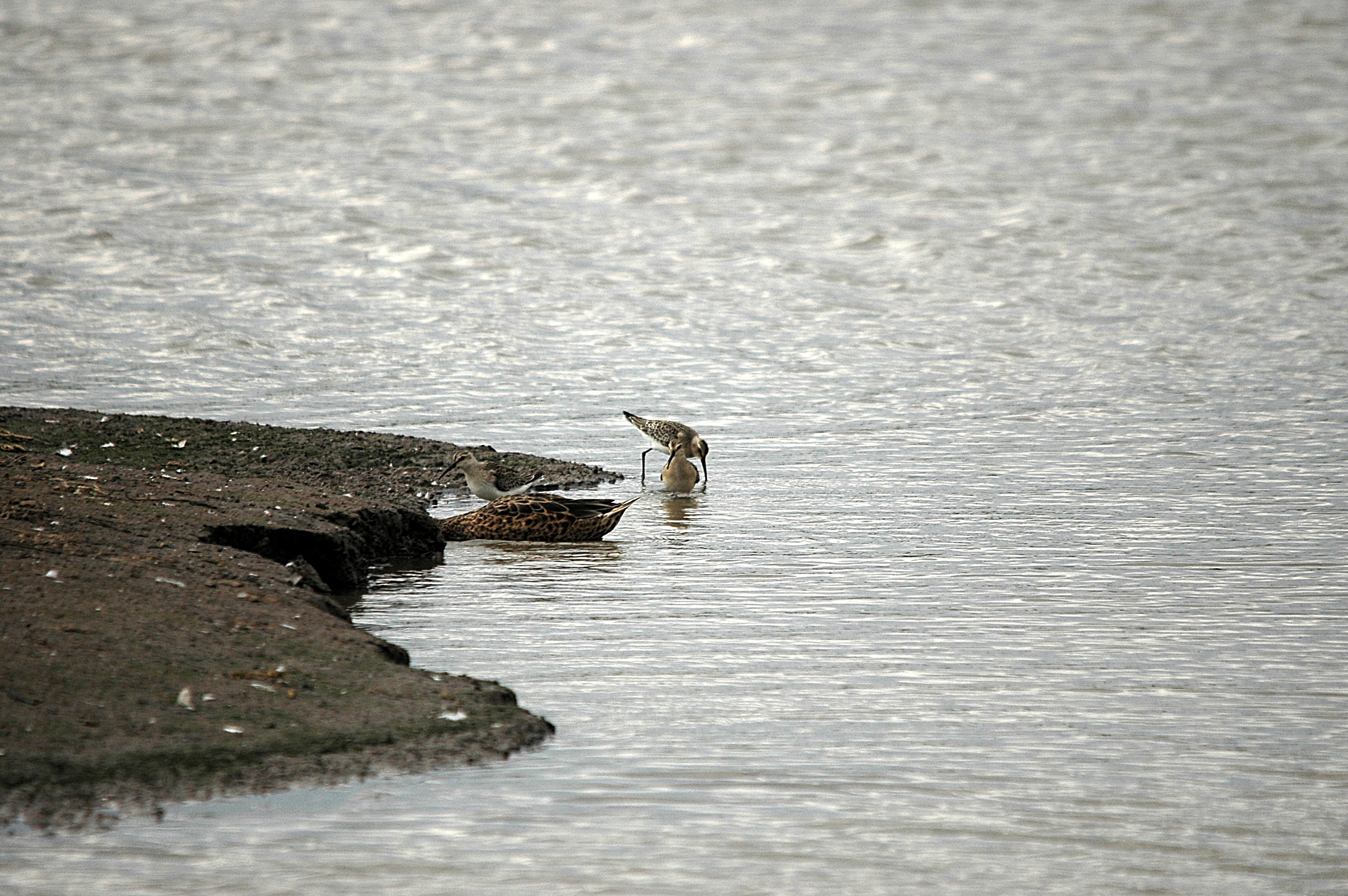 photos/wildlife/Bird_Species/063-Waders/1623-Curlew_Sandpiper/DSC_7287.JPG