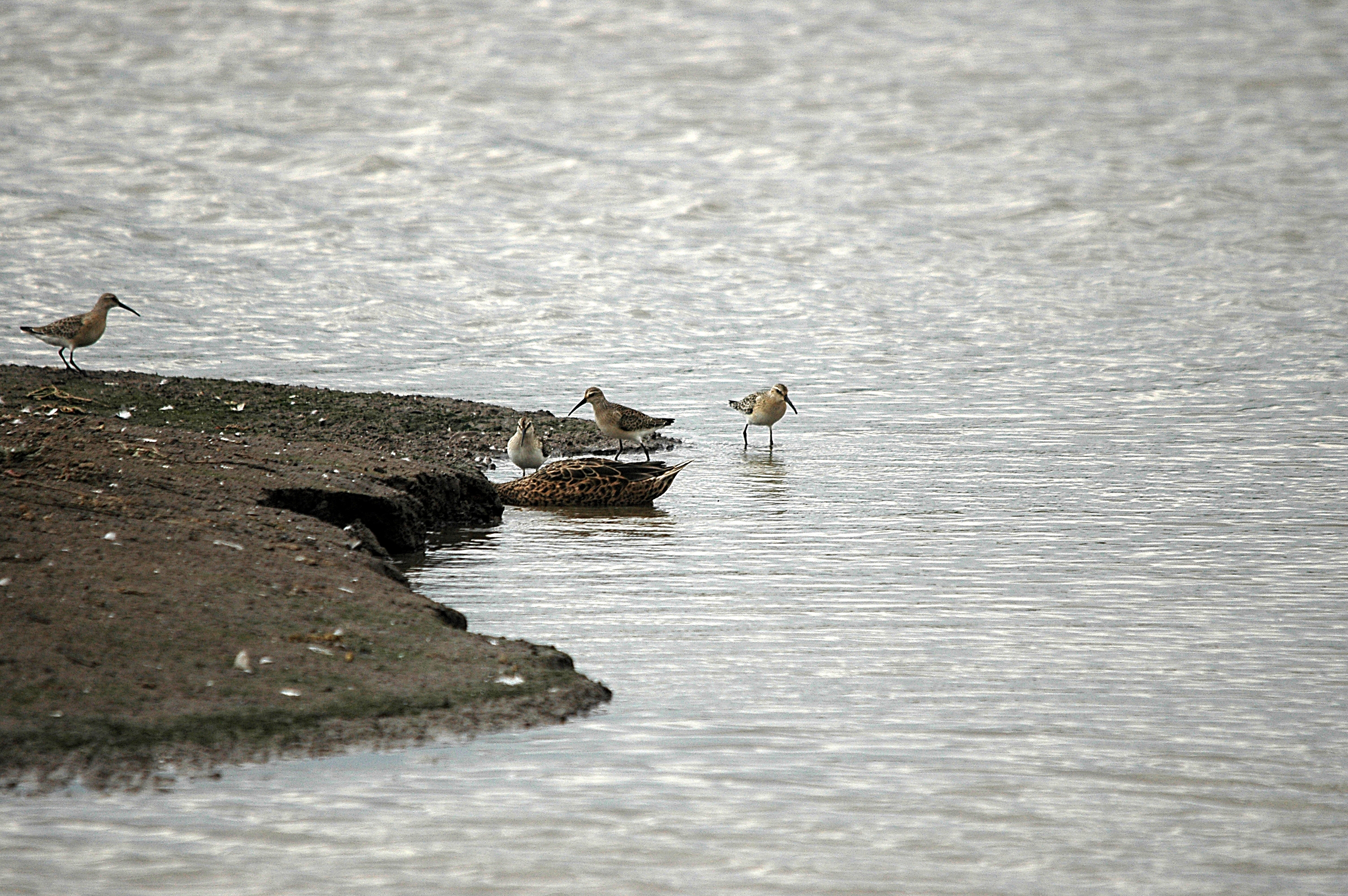 photos/wildlife/Bird_Species/063-Waders/1623-Curlew_Sandpiper/DSC_7288.JPG