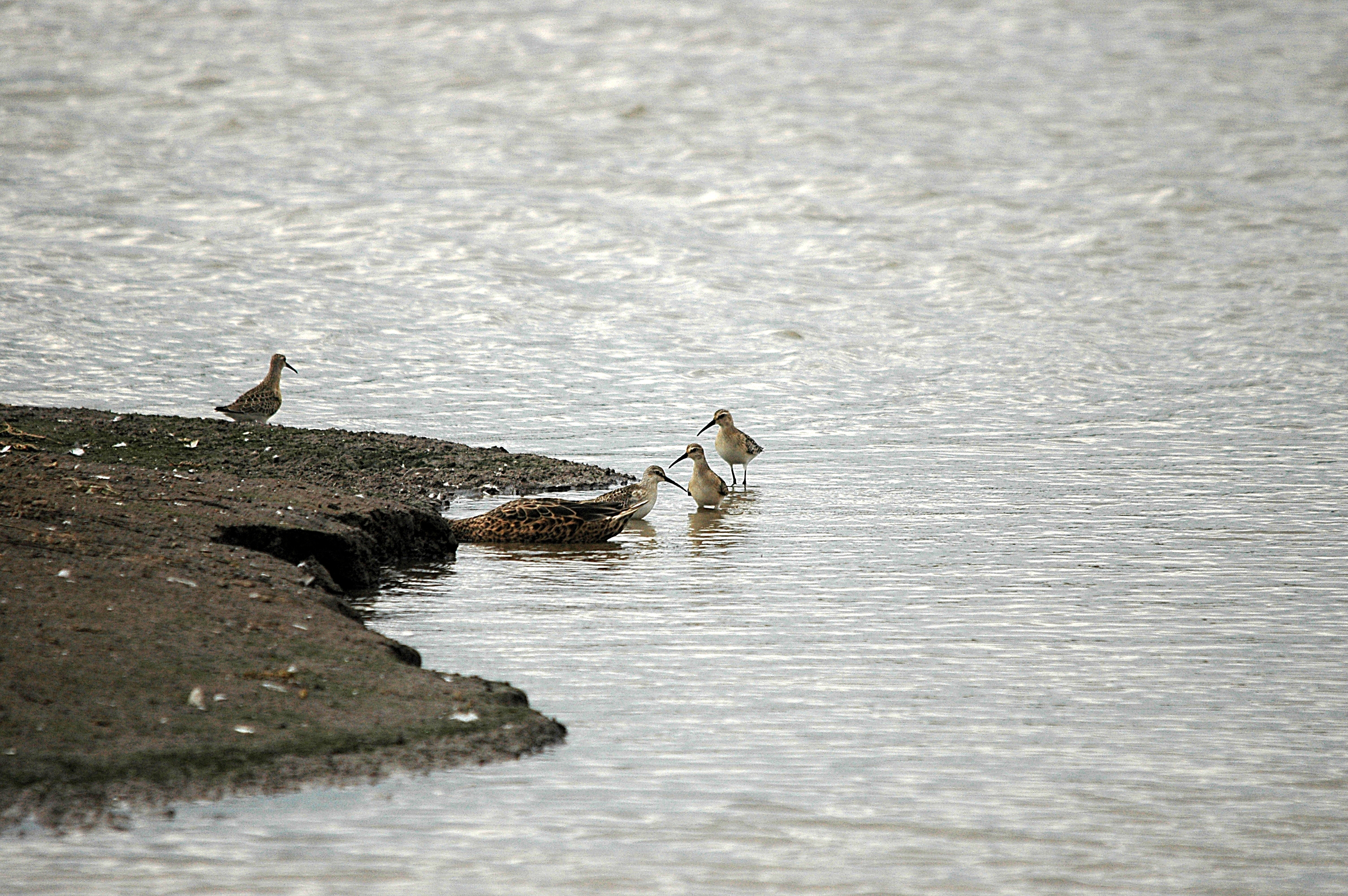 photos/wildlife/Bird_Species/063-Waders/1623-Curlew_Sandpiper/DSC_7290.JPG