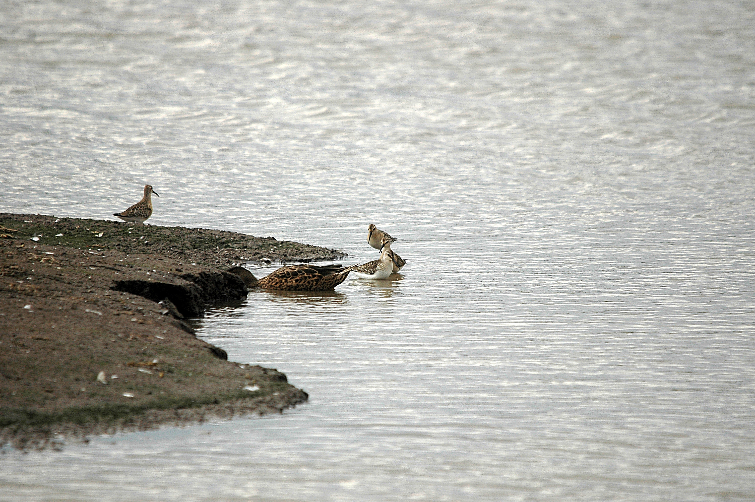 photos/wildlife/Bird_Species/063-Waders/1623-Curlew_Sandpiper/DSC_7291.JPG