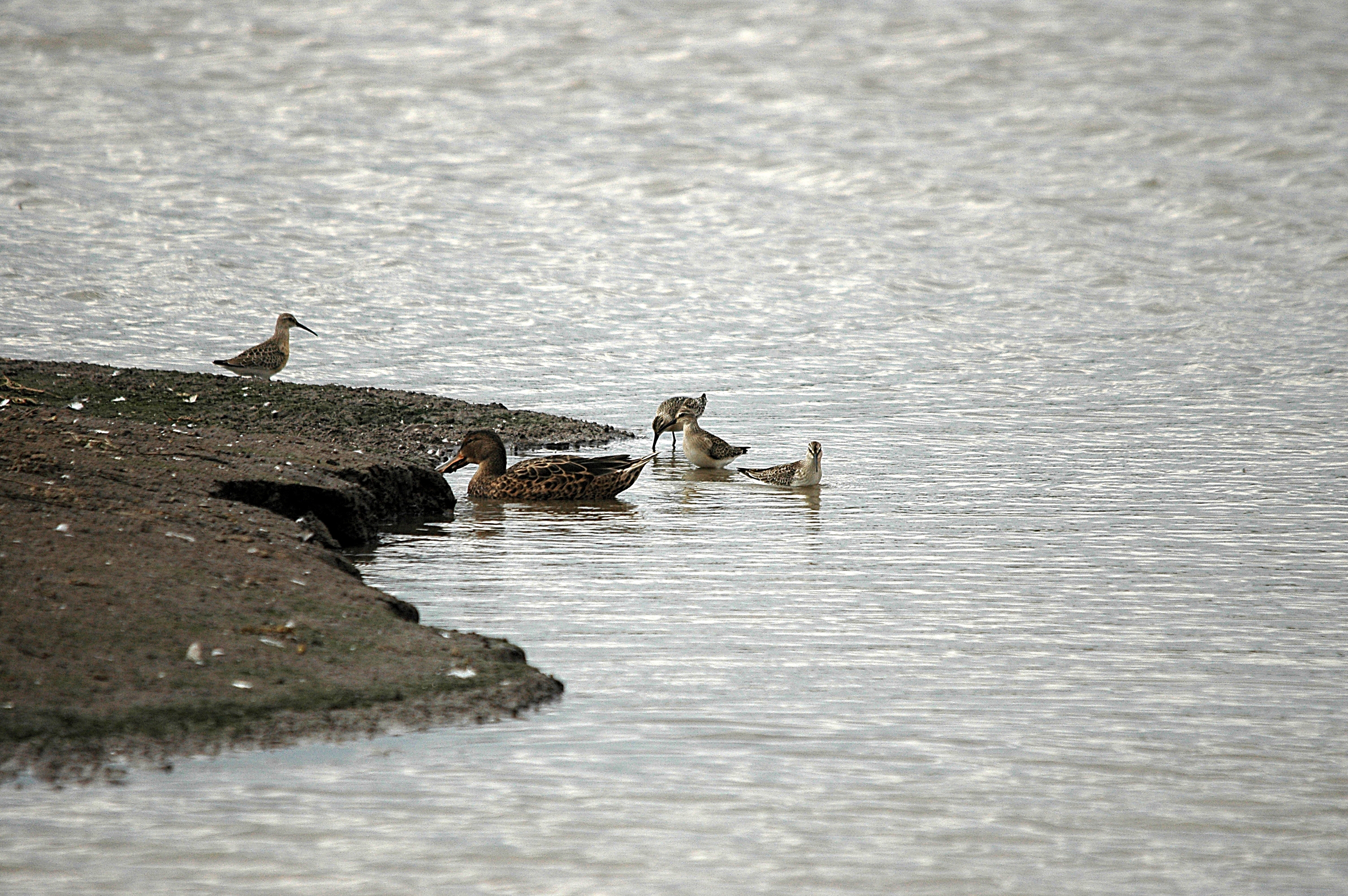 photos/wildlife/Bird_Species/063-Waders/1623-Curlew_Sandpiper/DSC_7292.JPG