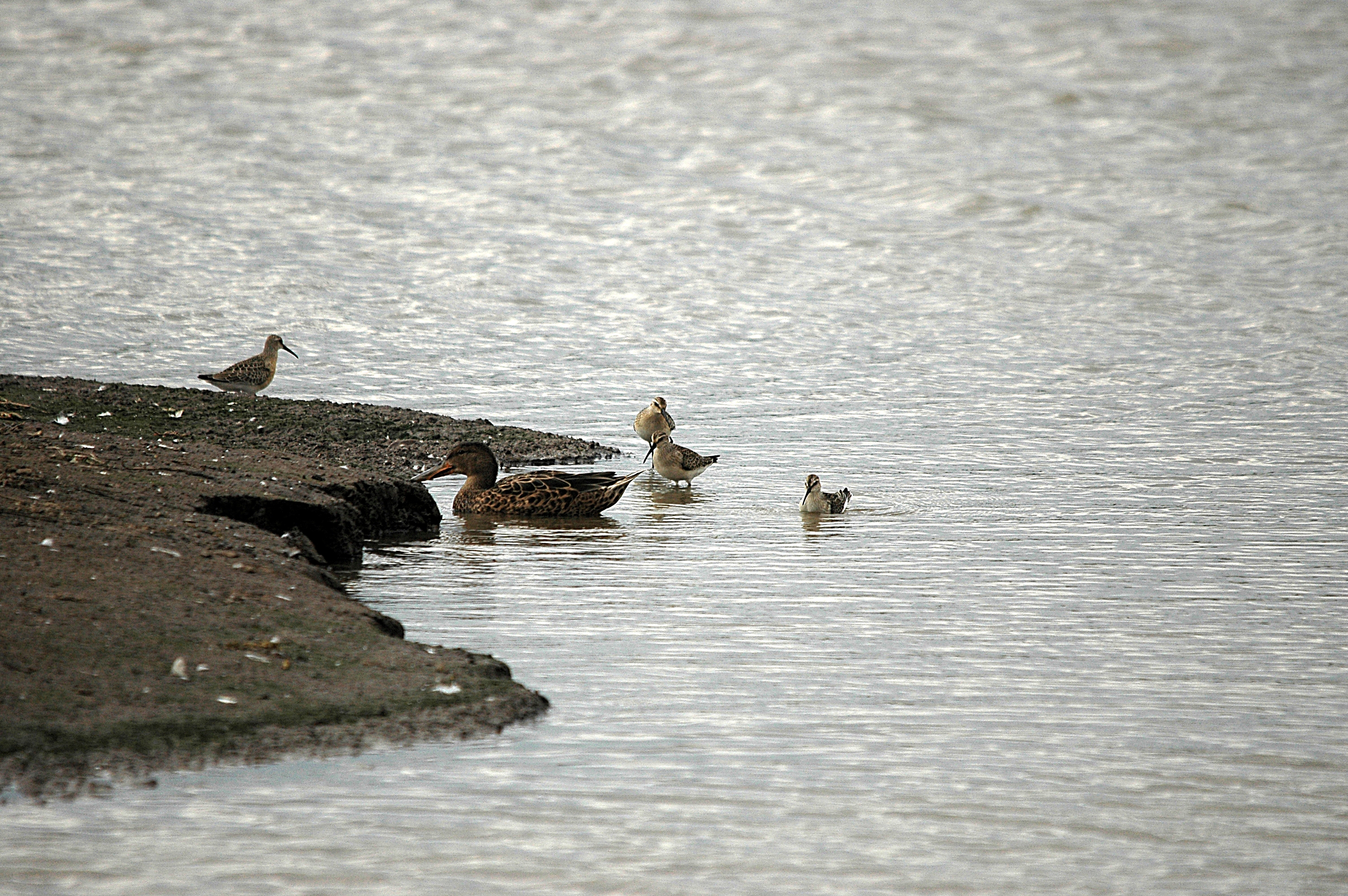 photos/wildlife/Bird_Species/063-Waders/1623-Curlew_Sandpiper/DSC_7293.JPG