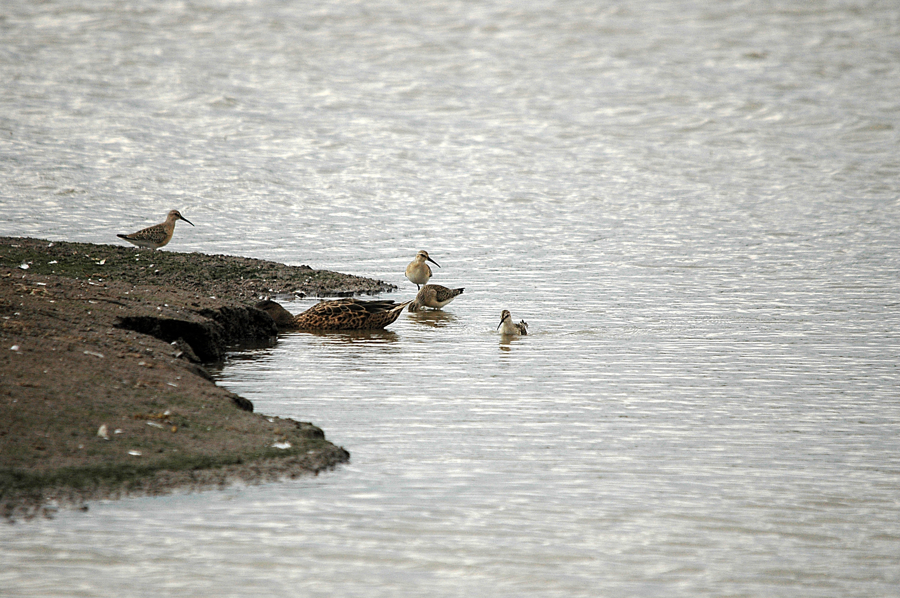 photos/wildlife/Bird_Species/063-Waders/1623-Curlew_Sandpiper/DSC_7294.JPG