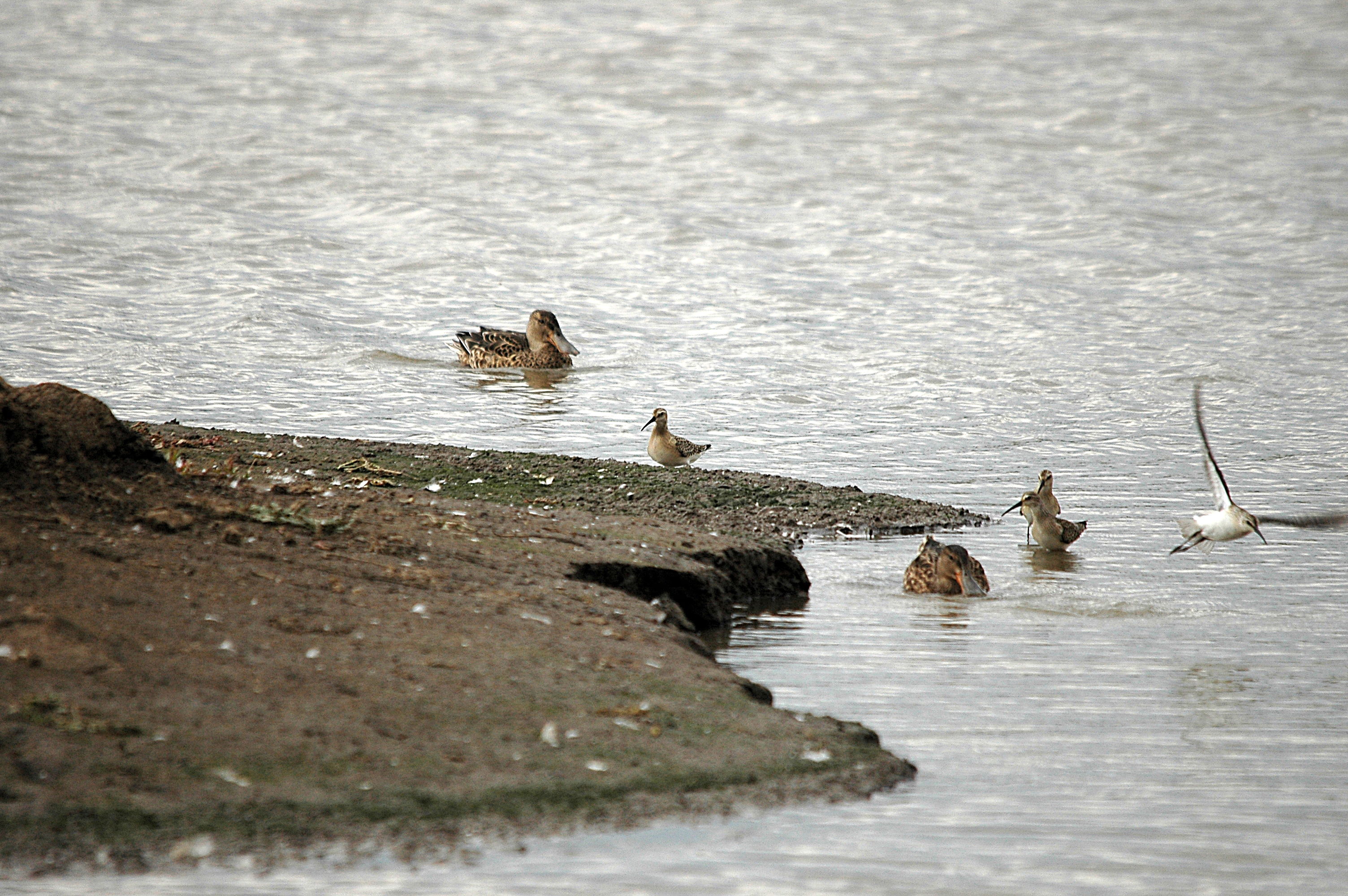 photos/wildlife/Bird_Species/063-Waders/1623-Curlew_Sandpiper/DSC_7295.JPG