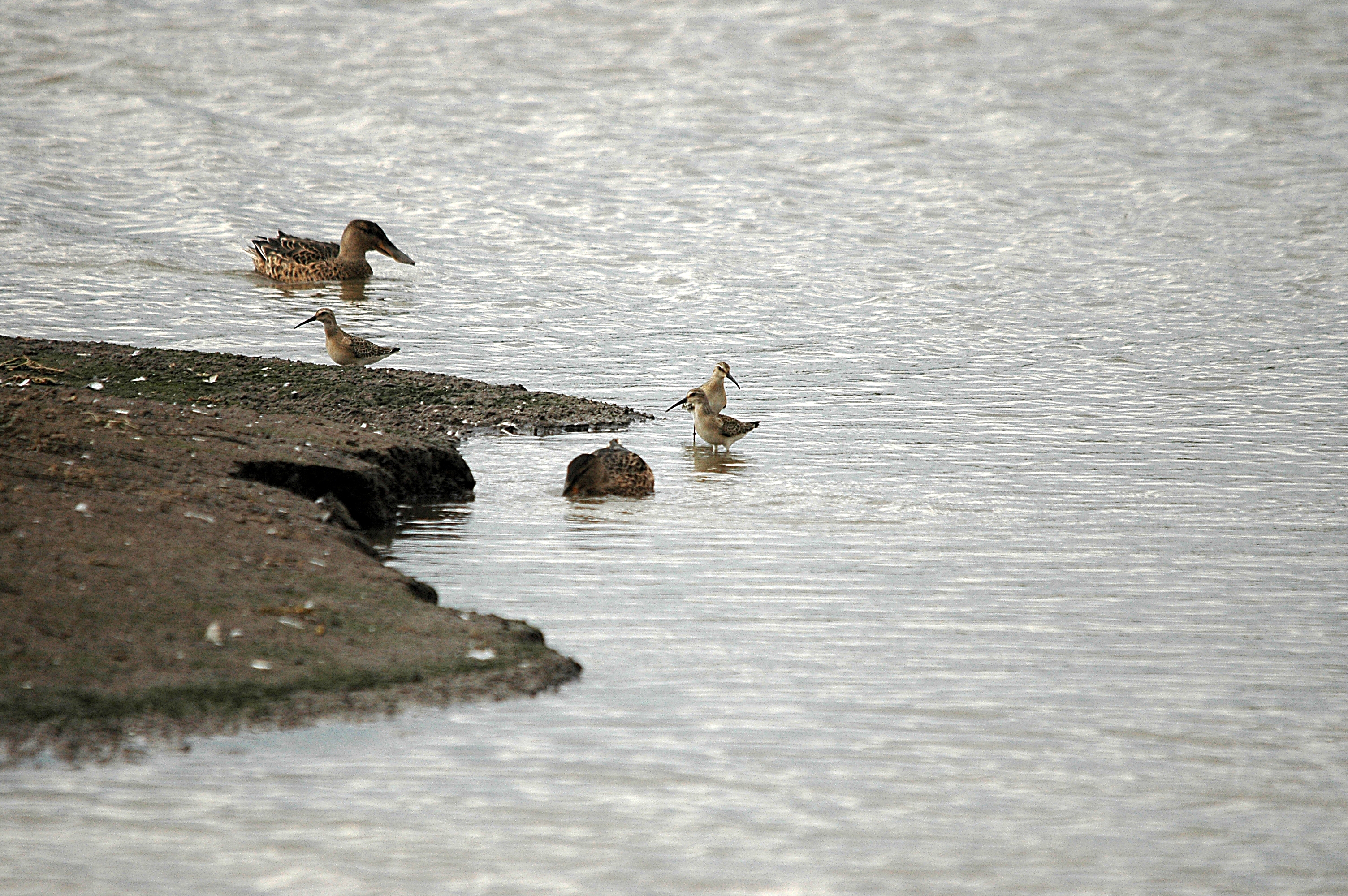 photos/wildlife/Bird_Species/063-Waders/1623-Curlew_Sandpiper/DSC_7296.JPG