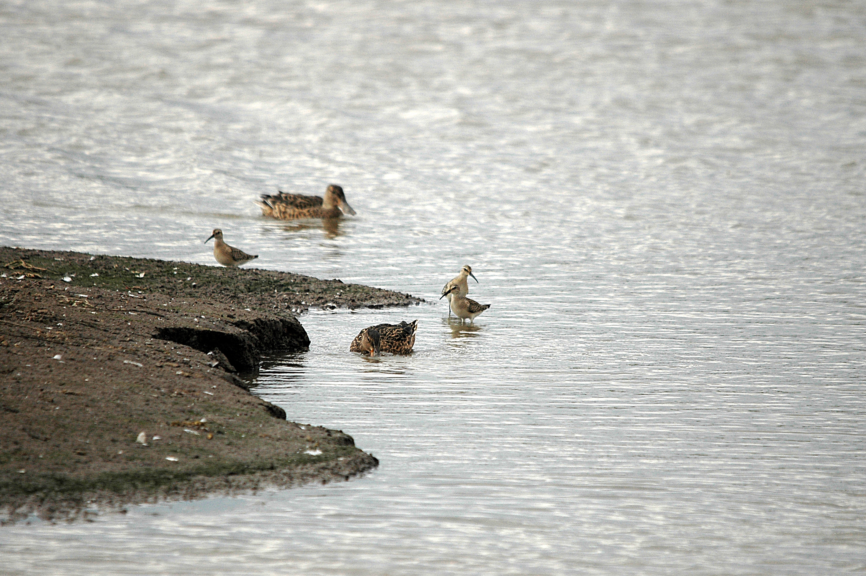 photos/wildlife/Bird_Species/063-Waders/1623-Curlew_Sandpiper/DSC_7297.JPG