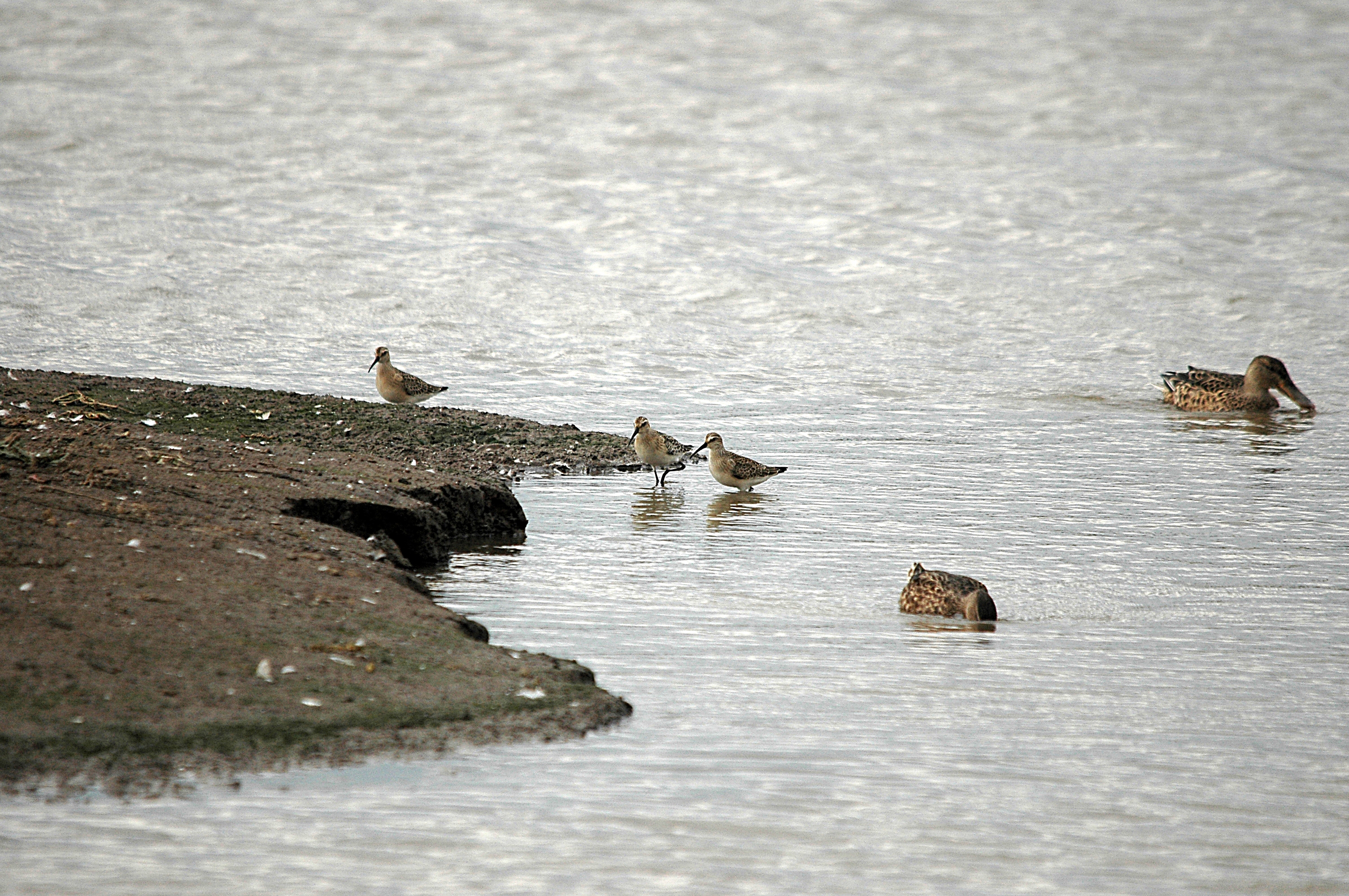 photos/wildlife/Bird_Species/063-Waders/1623-Curlew_Sandpiper/DSC_7299.JPG