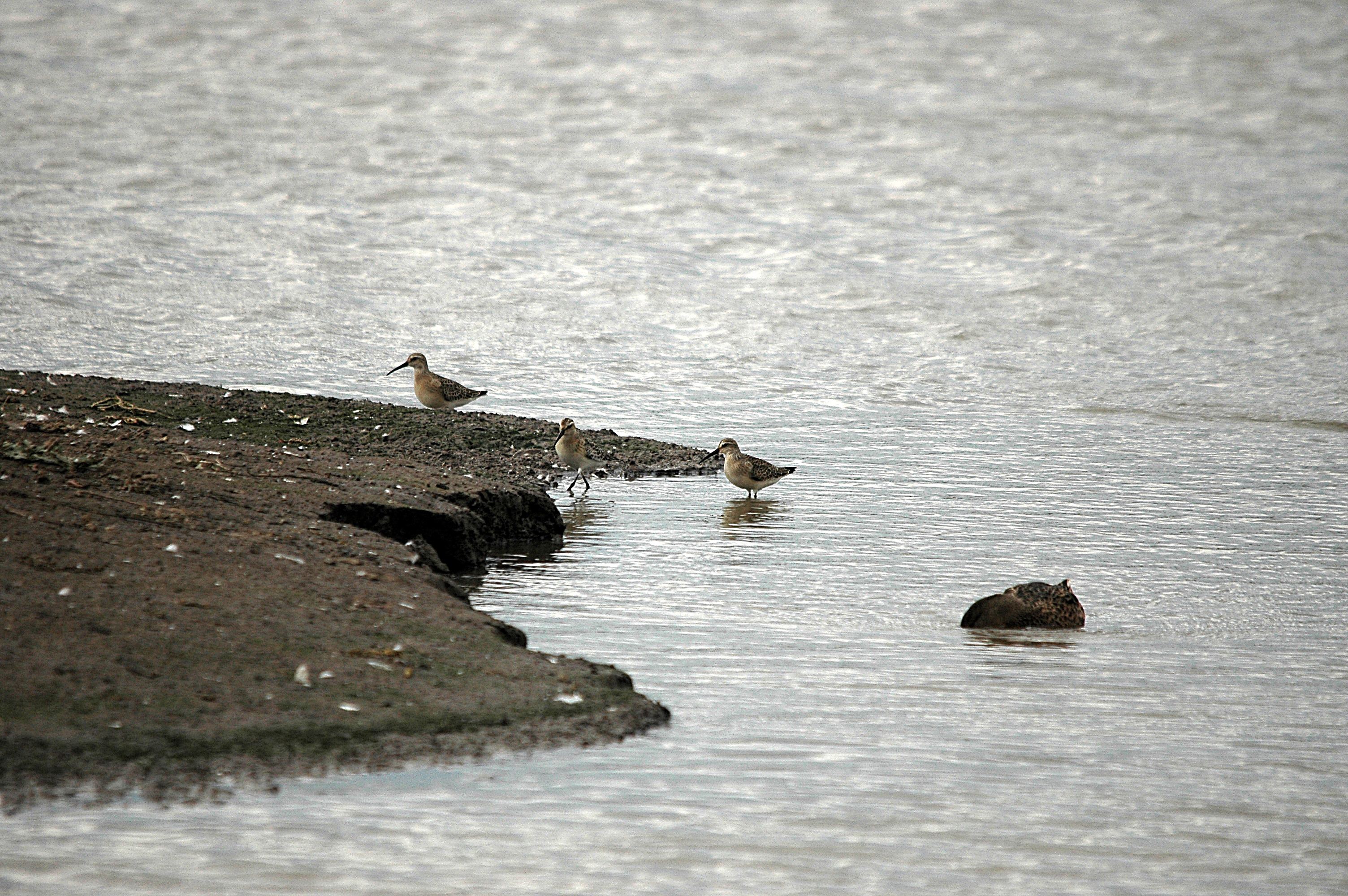 photos/wildlife/Bird_Species/063-Waders/1623-Curlew_Sandpiper/DSC_7300.JPG