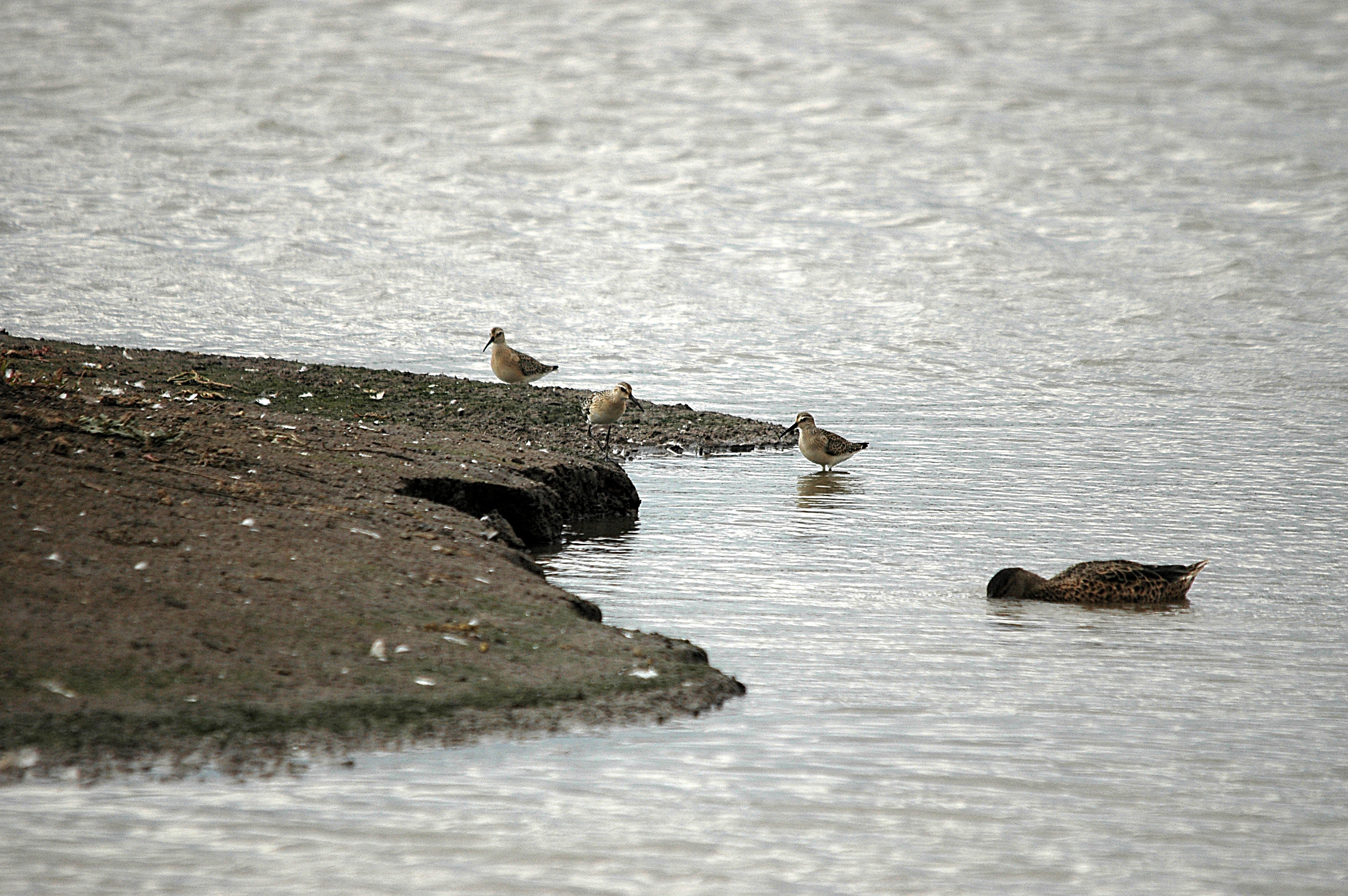 photos/wildlife/Bird_Species/063-Waders/1623-Curlew_Sandpiper/DSC_7301.JPG