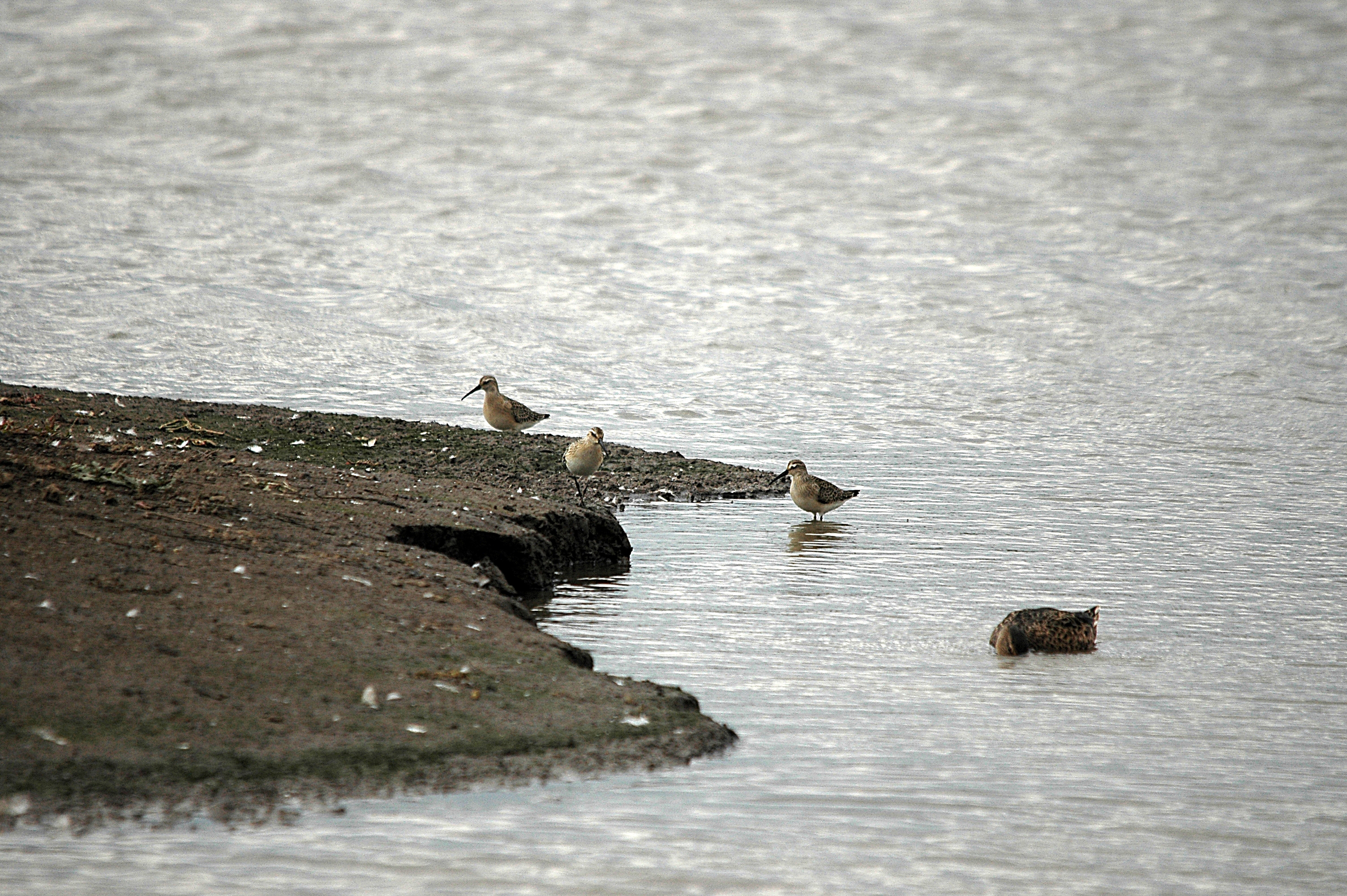 photos/wildlife/Bird_Species/063-Waders/1623-Curlew_Sandpiper/DSC_7302.JPG