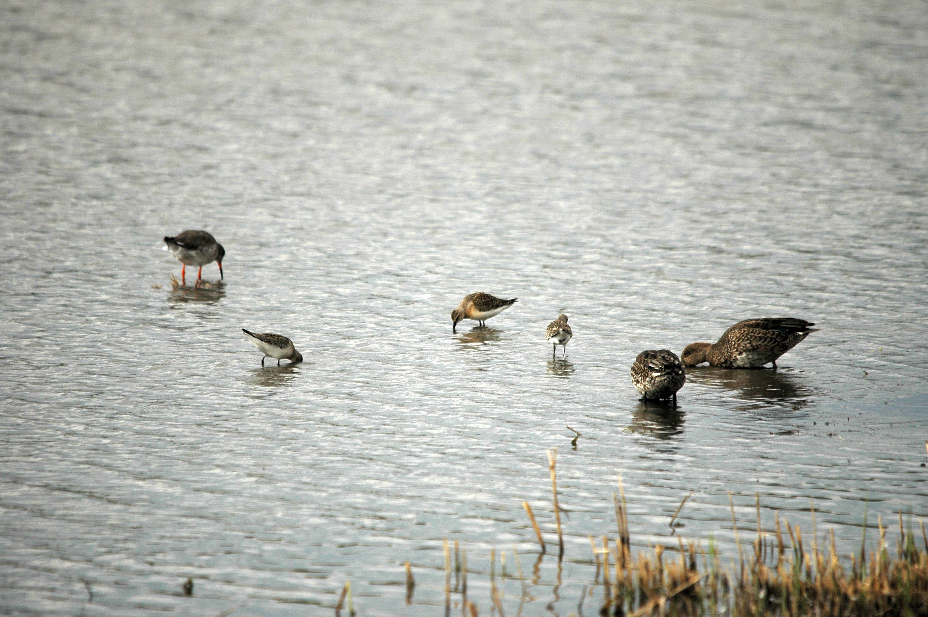photos/wildlife/Bird_Species/063-Waders/1623-Curlew_Sandpiper/DSC_7304.JPG