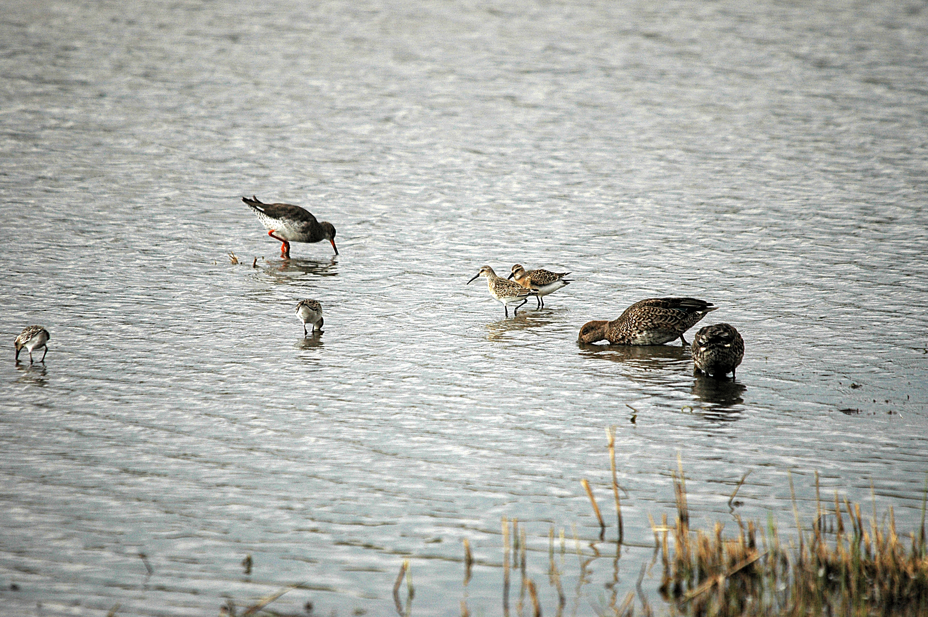 photos/wildlife/Bird_Species/063-Waders/1623-Curlew_Sandpiper/DSC_7305.JPG