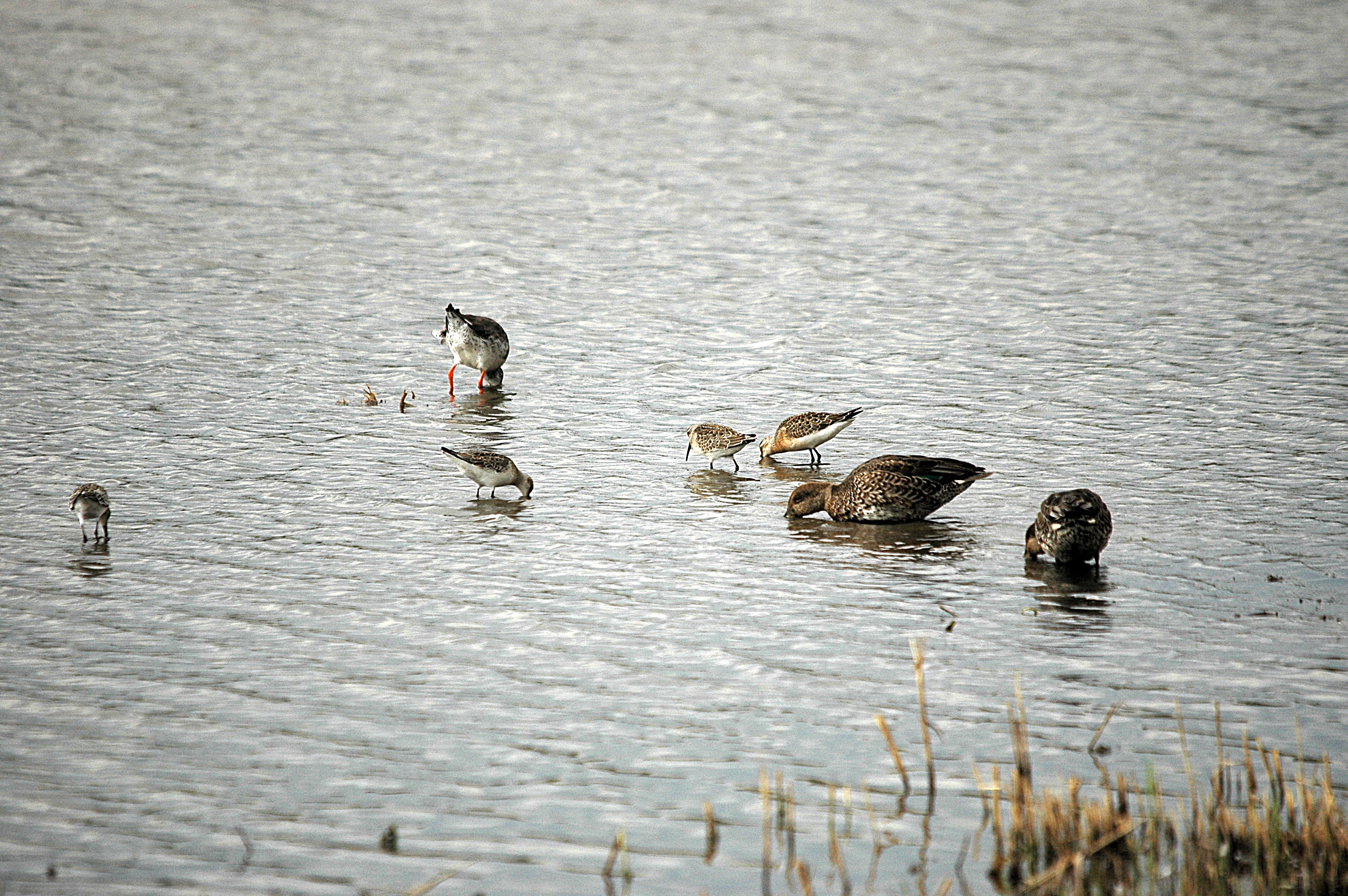 photos/wildlife/Bird_Species/063-Waders/1623-Curlew_Sandpiper/DSC_7306.JPG