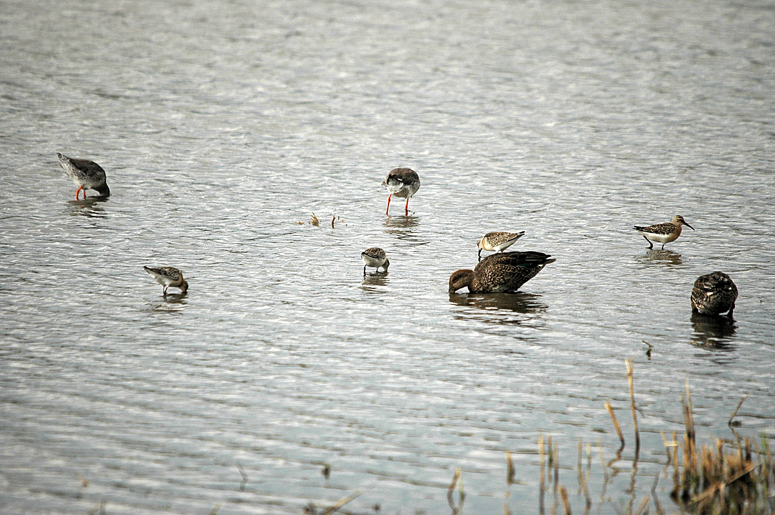 photos/wildlife/Bird_Species/063-Waders/1623-Curlew_Sandpiper/DSC_7307.JPG