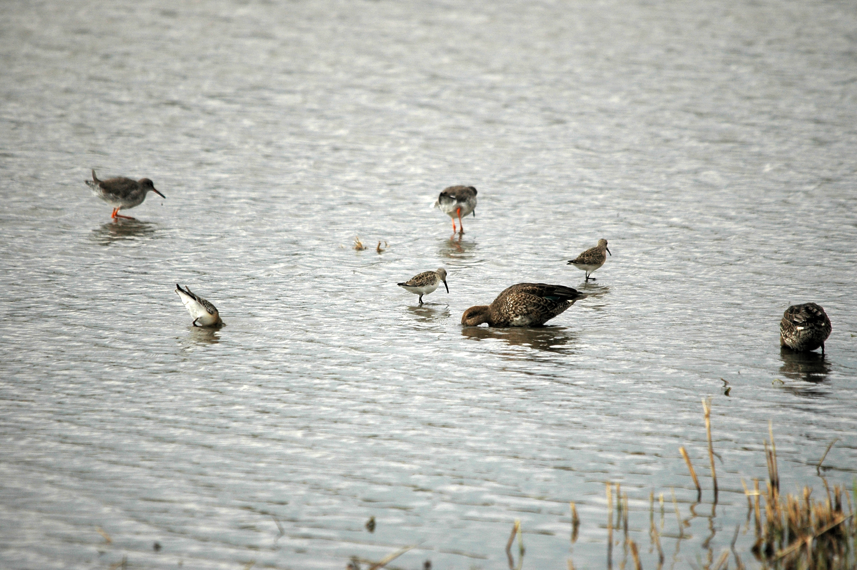 photos/wildlife/Bird_Species/063-Waders/1623-Curlew_Sandpiper/DSC_7308.JPG