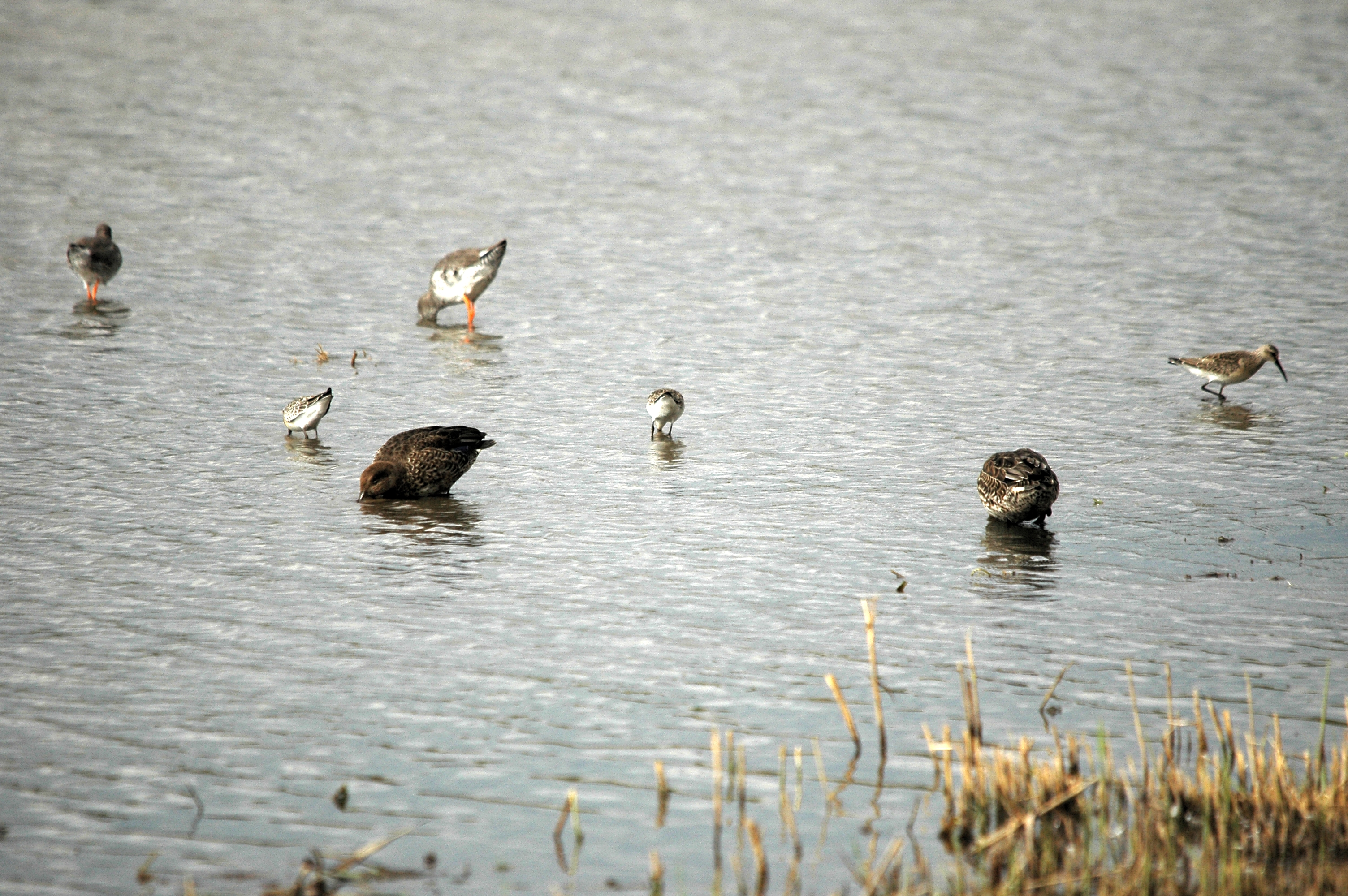 photos/wildlife/Bird_Species/063-Waders/1623-Curlew_Sandpiper/DSC_7309.JPG