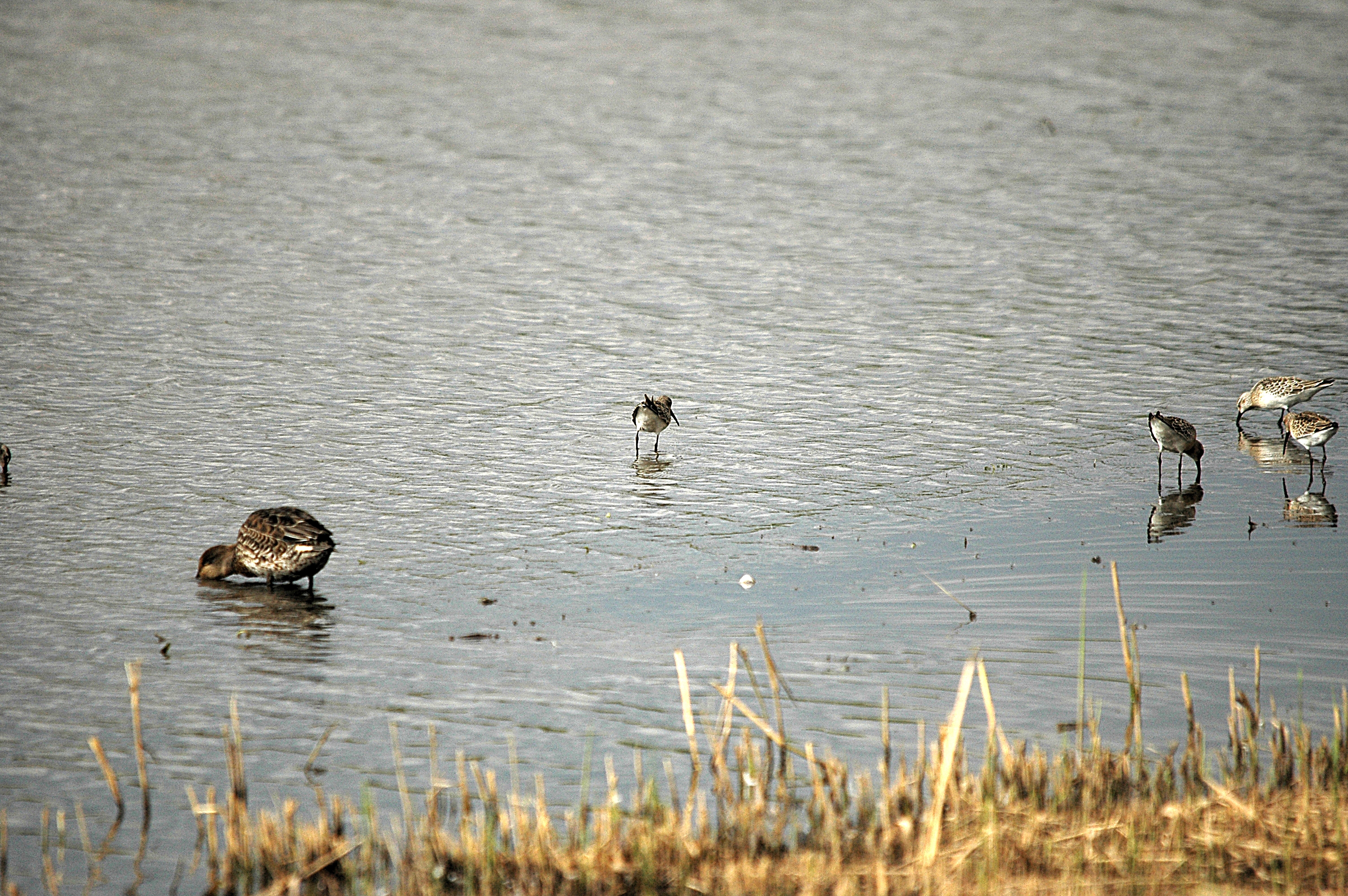 photos/wildlife/Bird_Species/063-Waders/1623-Curlew_Sandpiper/DSC_7310.JPG