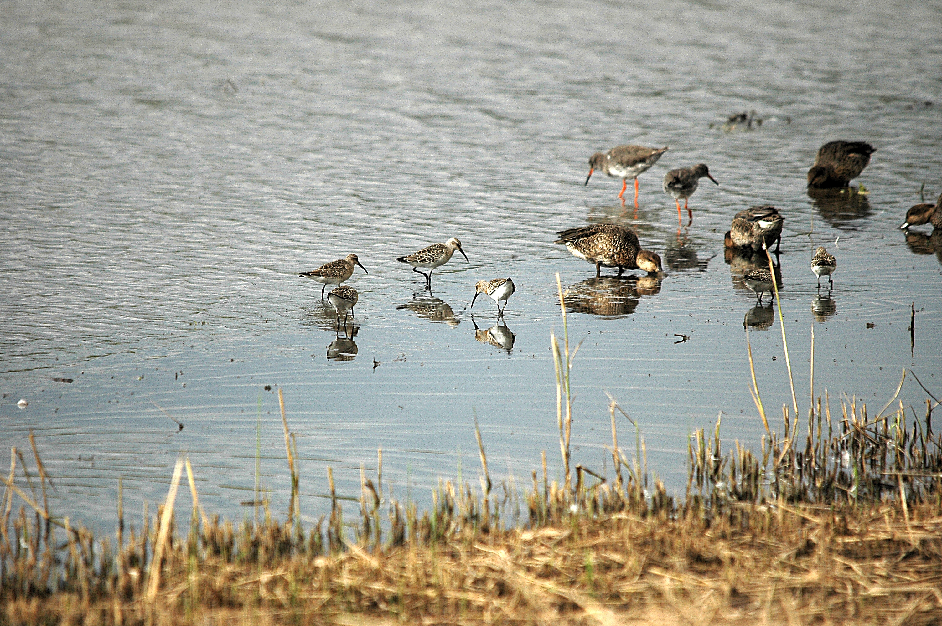 photos/wildlife/Bird_Species/063-Waders/1623-Curlew_Sandpiper/DSC_7311.JPG