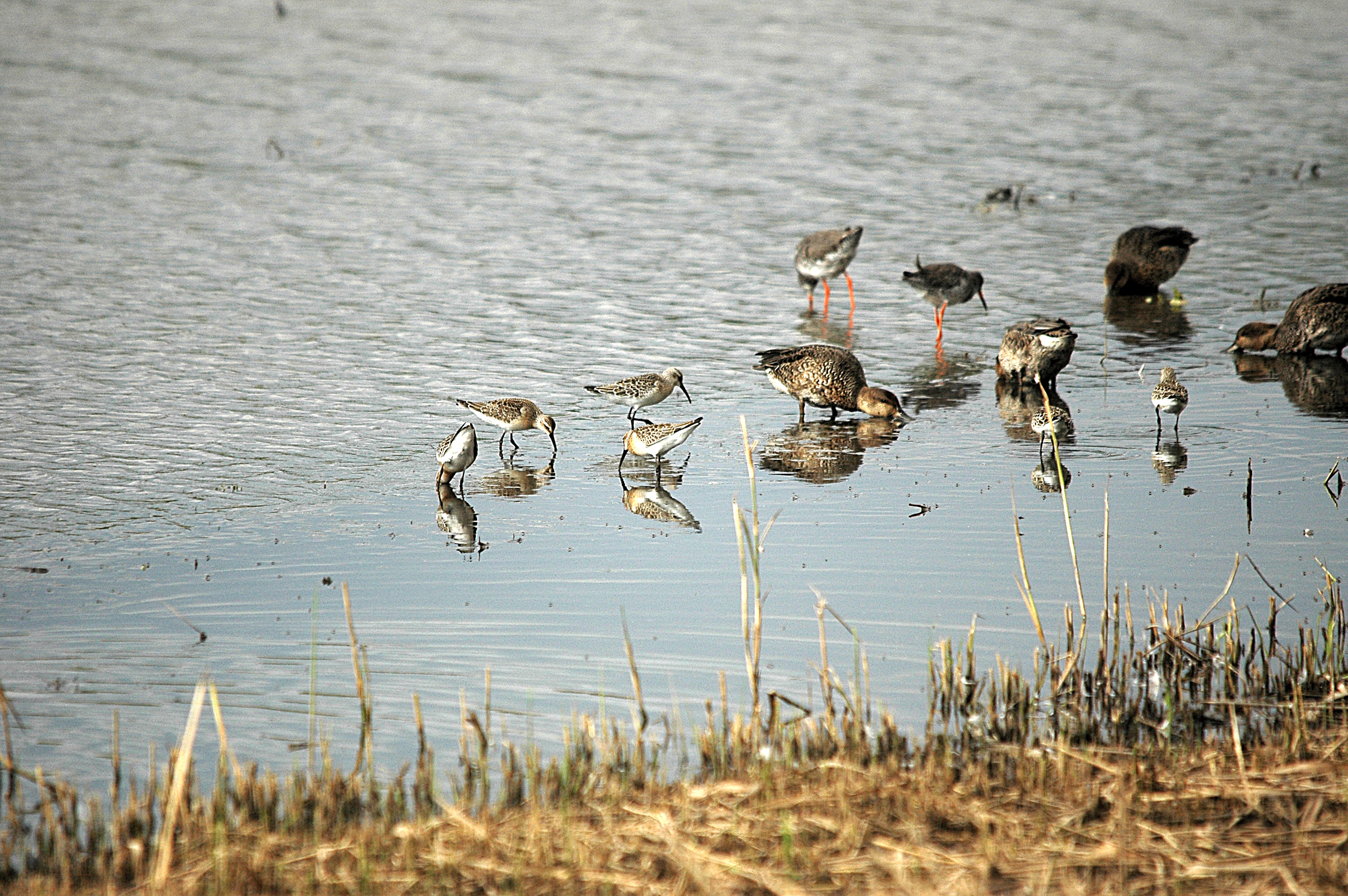 photos/wildlife/Bird_Species/063-Waders/1623-Curlew_Sandpiper/DSC_7312.JPG
