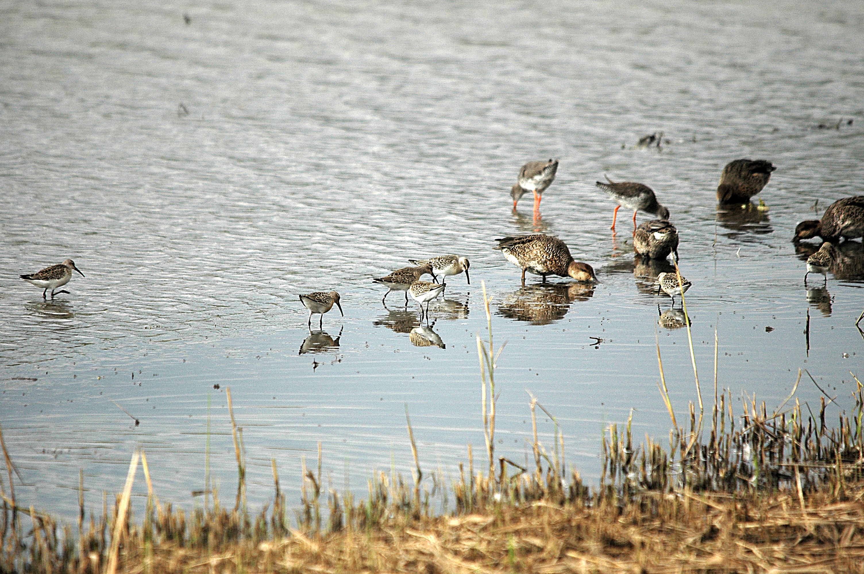photos/wildlife/Bird_Species/063-Waders/1623-Curlew_Sandpiper/DSC_7313.JPG