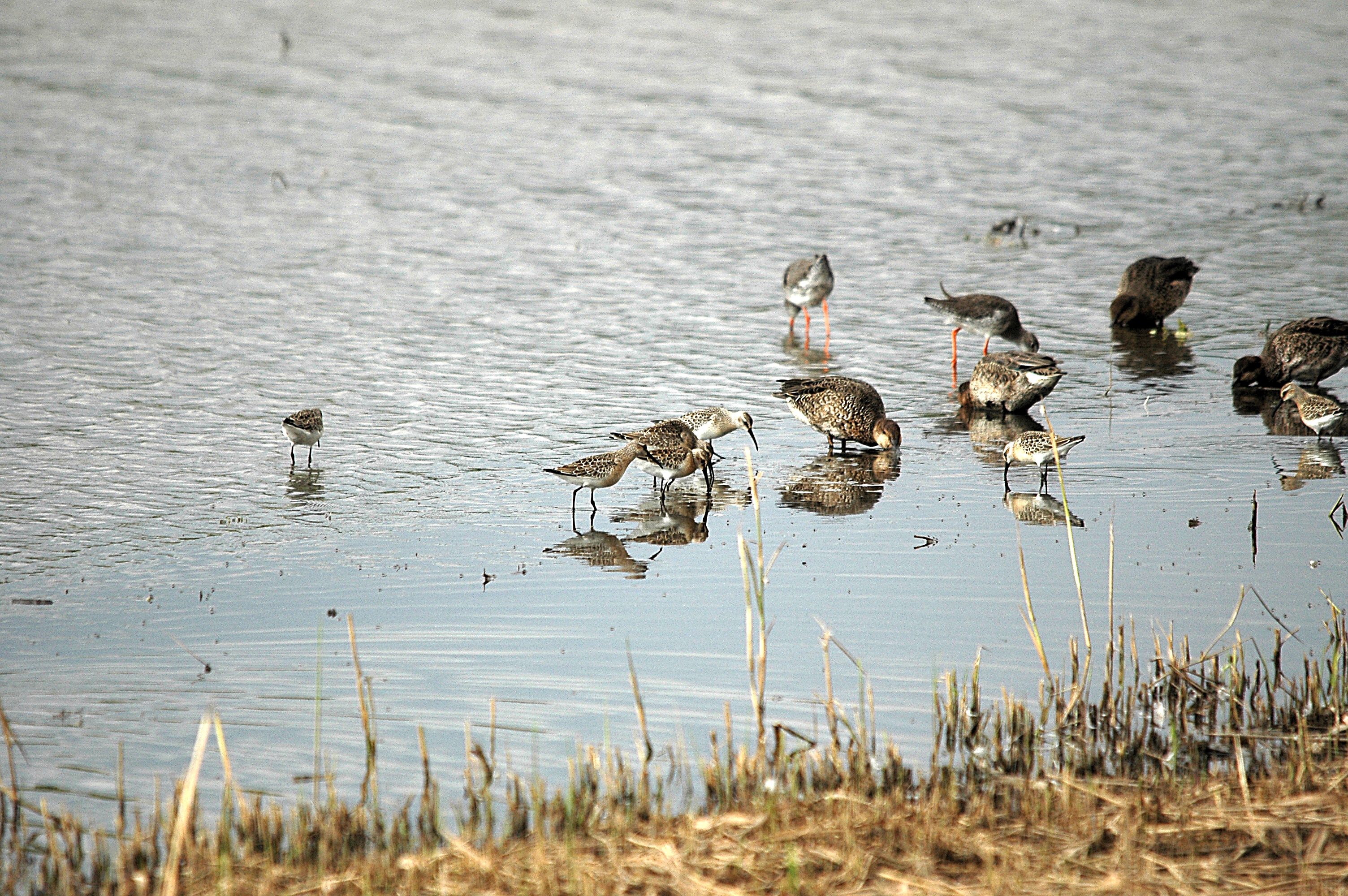photos/wildlife/Bird_Species/063-Waders/1623-Curlew_Sandpiper/DSC_7314.JPG