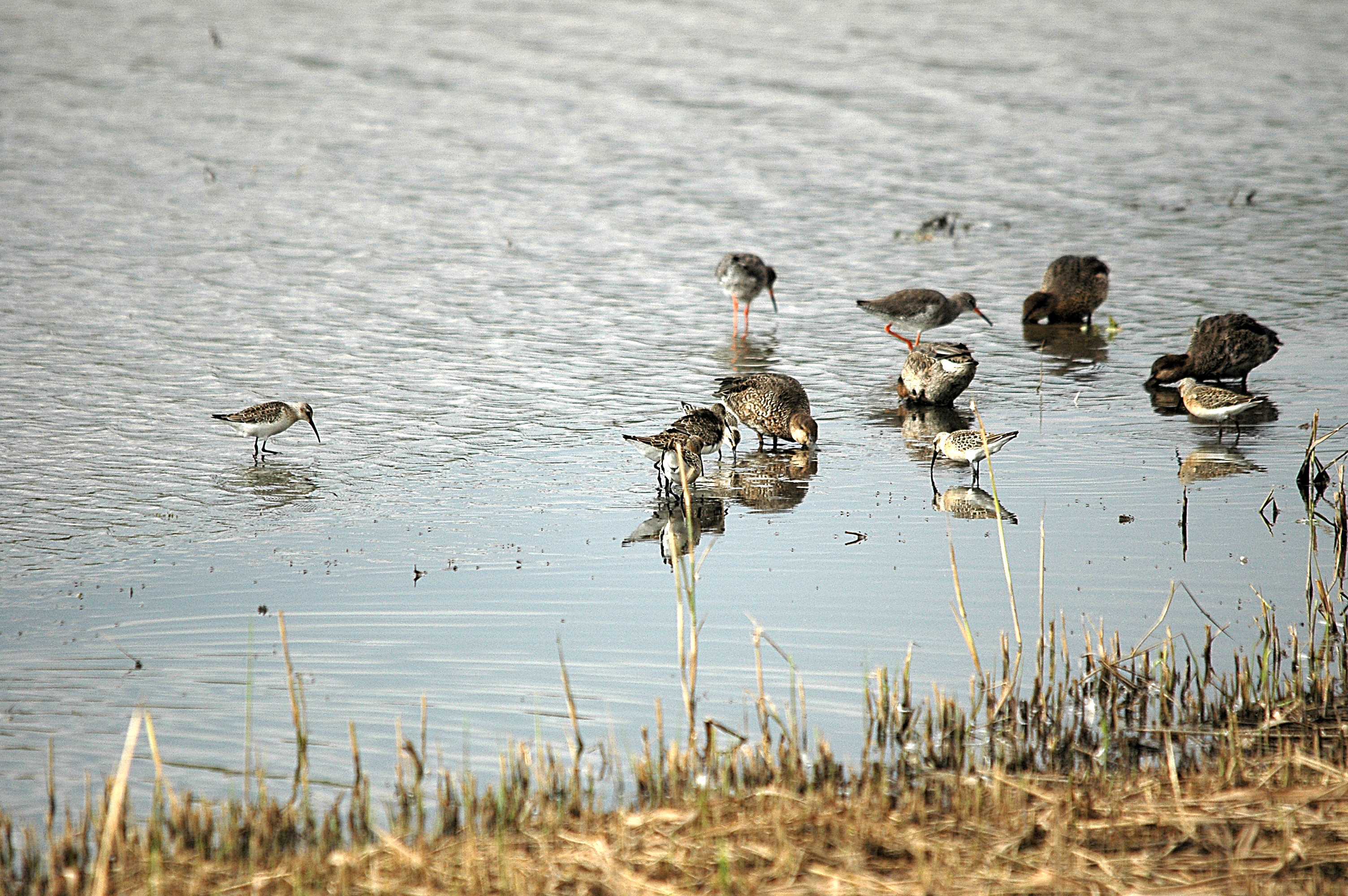 photos/wildlife/Bird_Species/063-Waders/1623-Curlew_Sandpiper/DSC_7315.JPG
