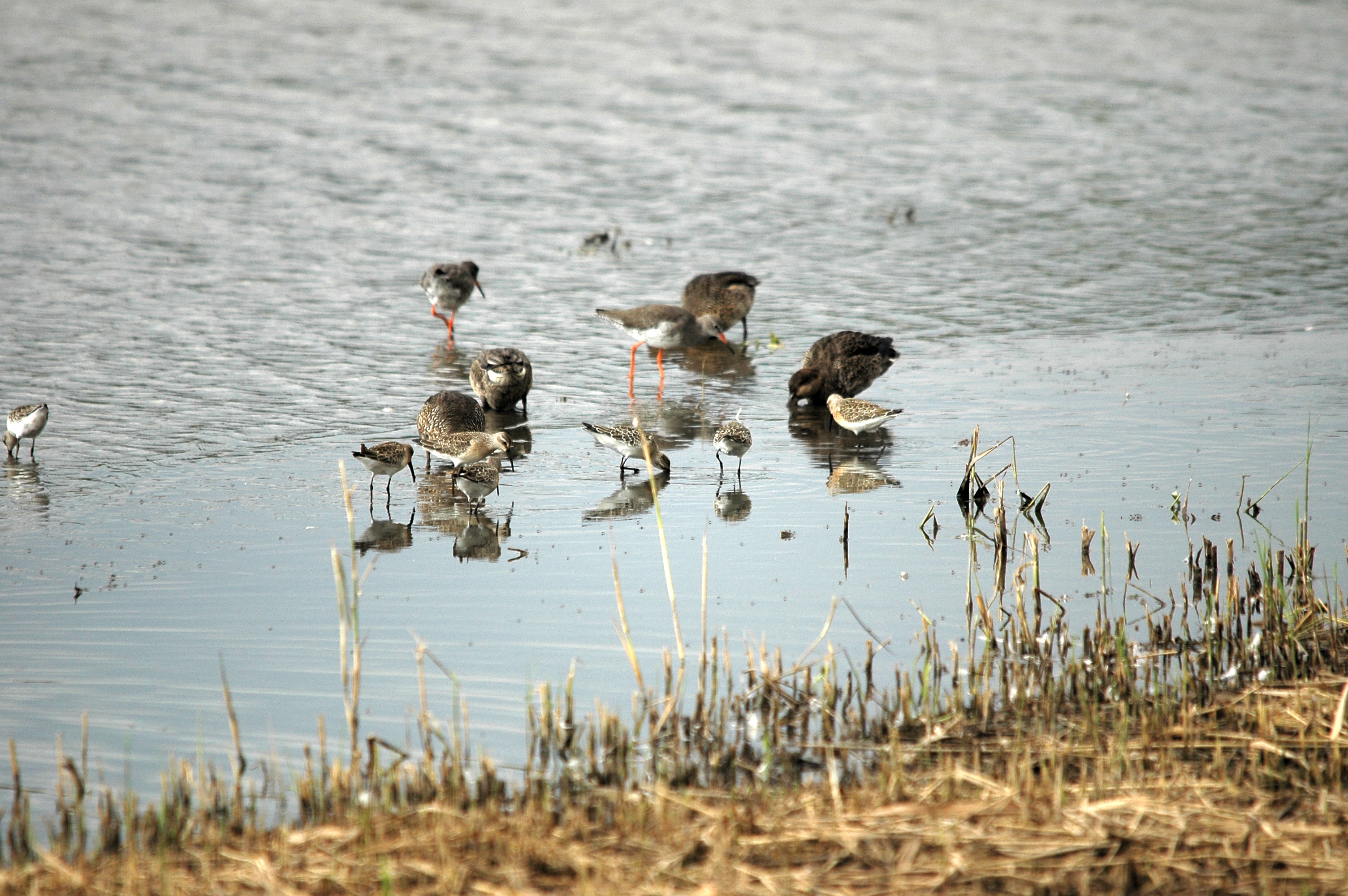 photos/wildlife/Bird_Species/063-Waders/1623-Curlew_Sandpiper/DSC_7317.JPG