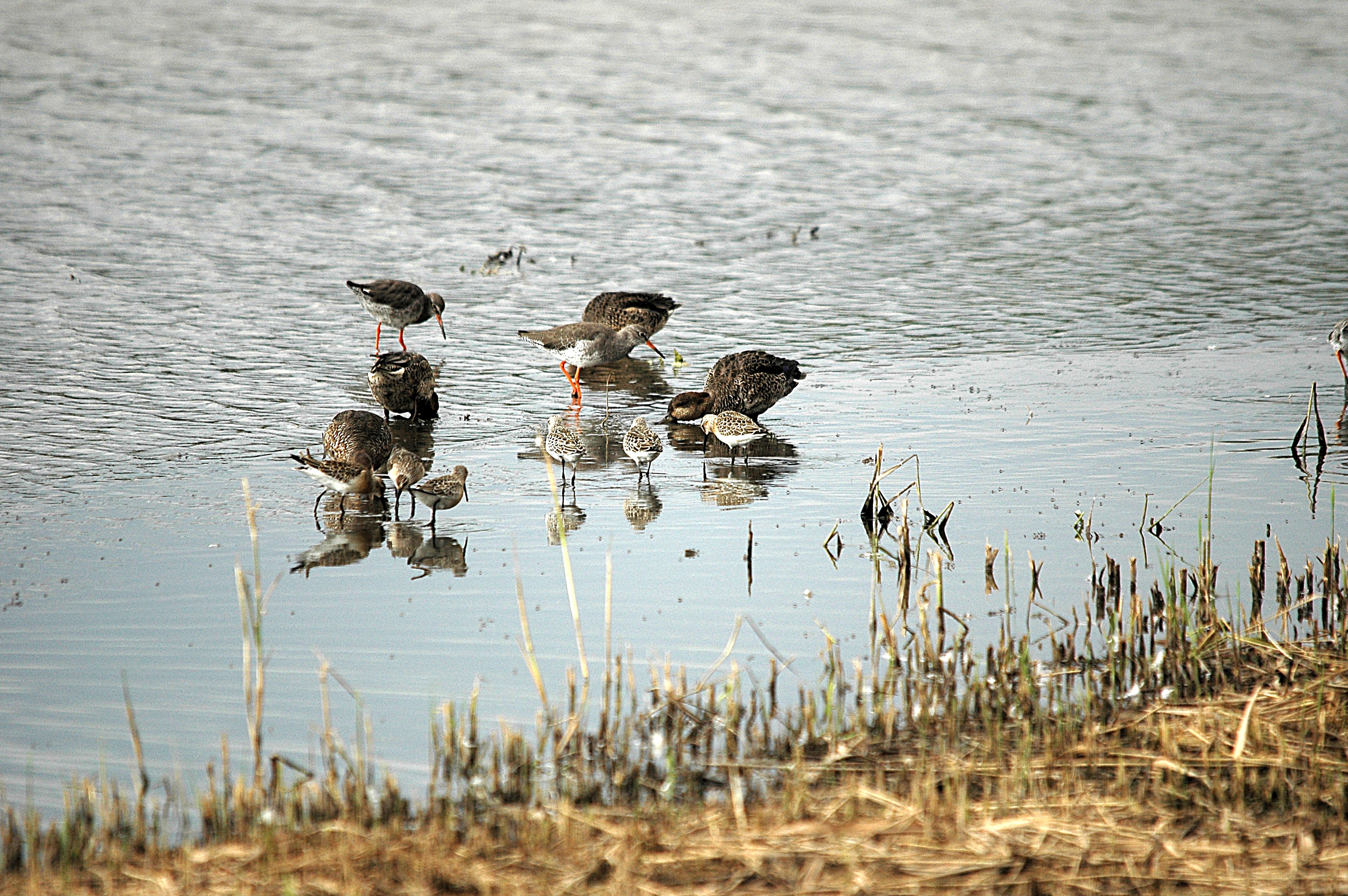 photos/wildlife/Bird_Species/063-Waders/1623-Curlew_Sandpiper/DSC_7318.JPG