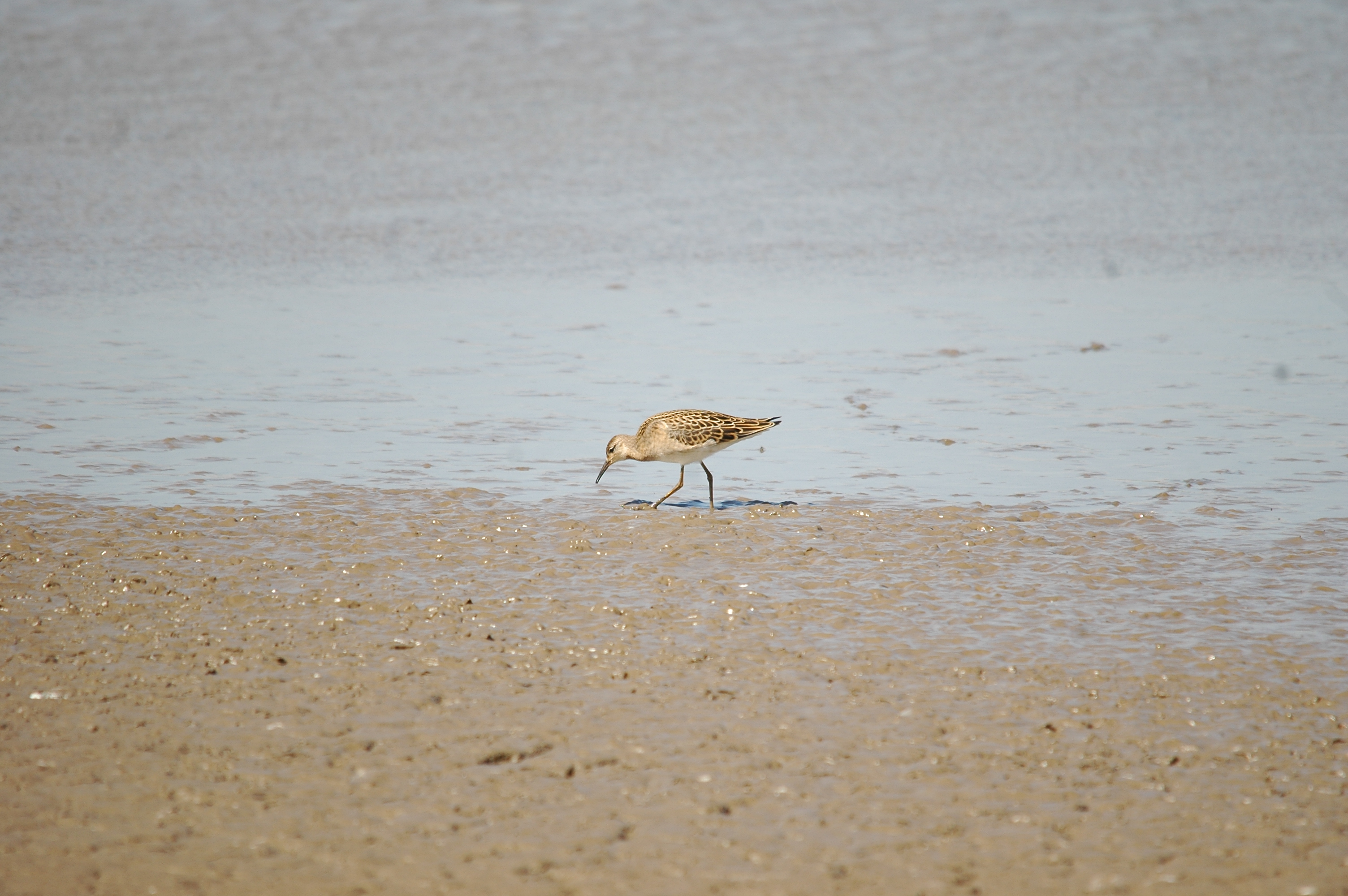 photos/wildlife/Bird_Species/063-Waders/1628-Ruff/20090819-Blacktoft-01.jpg