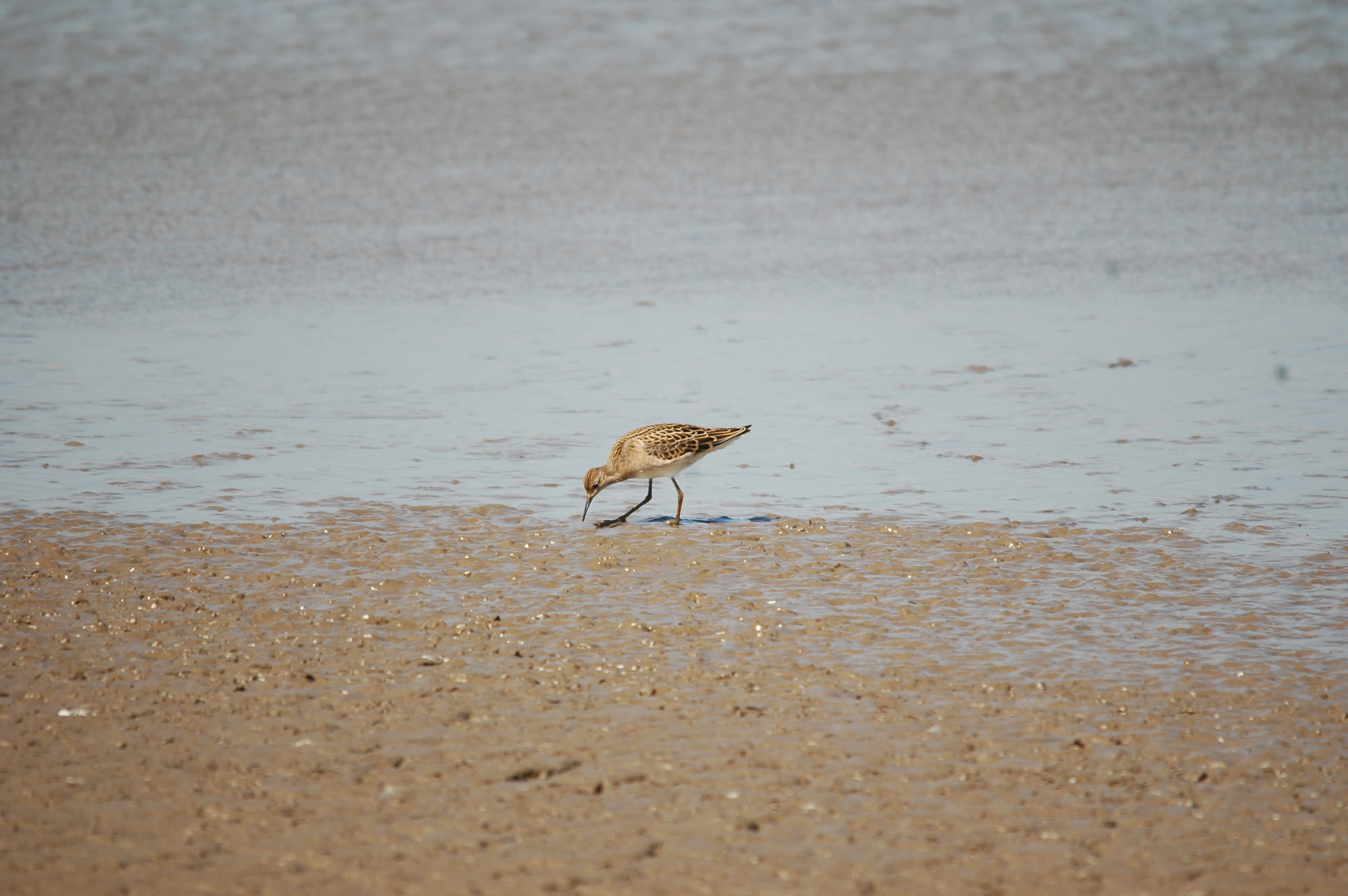 photos/wildlife/Bird_Species/063-Waders/1628-Ruff/20090819-Blacktoft-02.jpg
