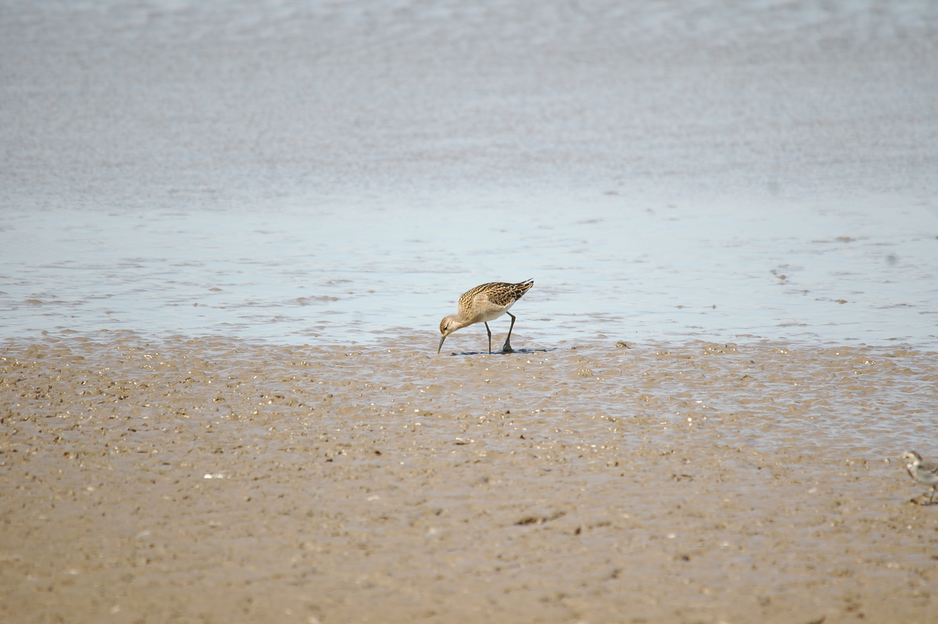 photos/wildlife/Bird_Species/063-Waders/1628-Ruff/20090819-Blacktoft-03.jpg