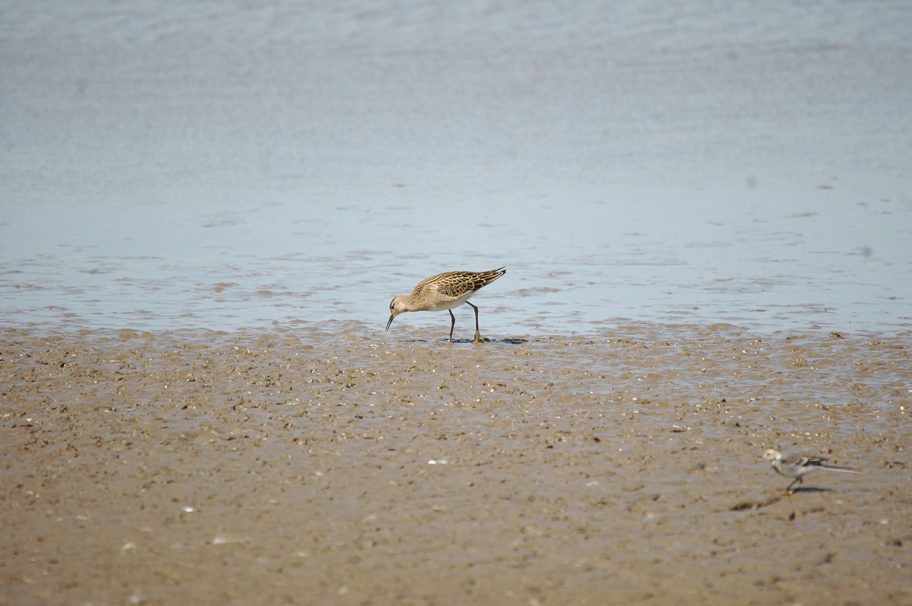 photos/wildlife/Bird_Species/063-Waders/1628-Ruff/20090819-Blacktoft-04.jpg