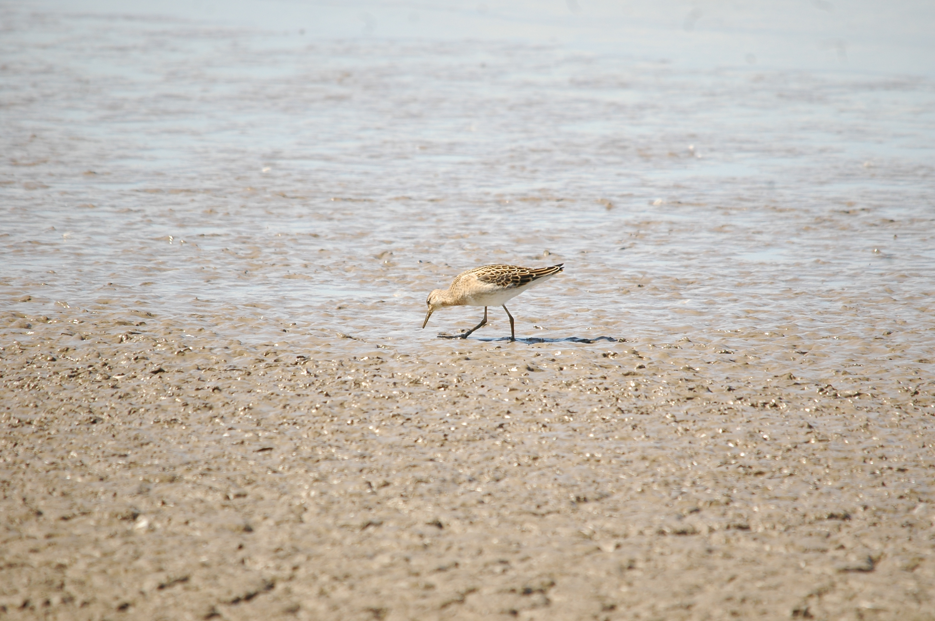 photos/wildlife/Bird_Species/063-Waders/1628-Ruff/20090819-Blacktoft-05.jpg