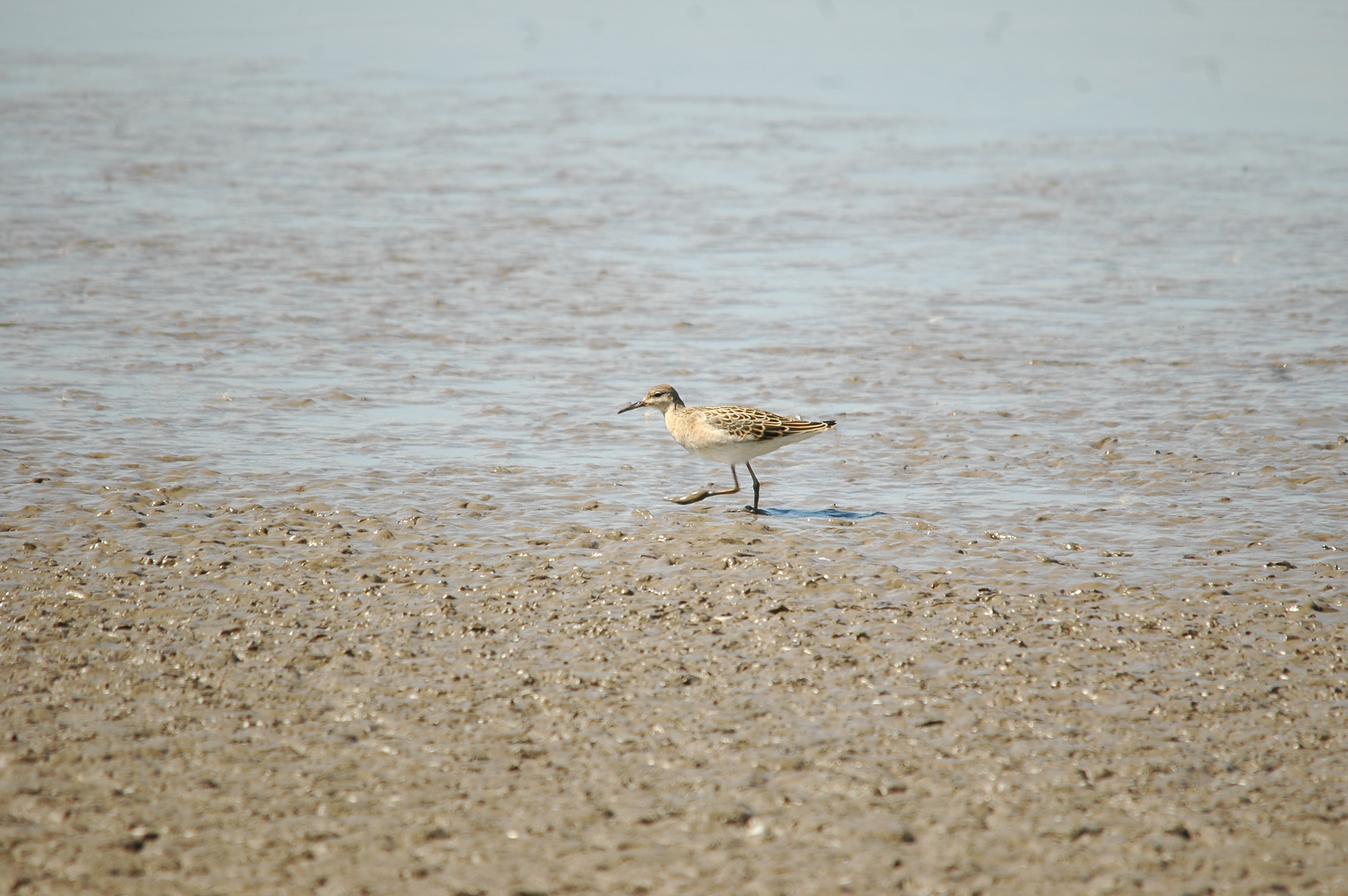 photos/wildlife/Bird_Species/063-Waders/1628-Ruff/20090819-Blacktoft-06.jpg