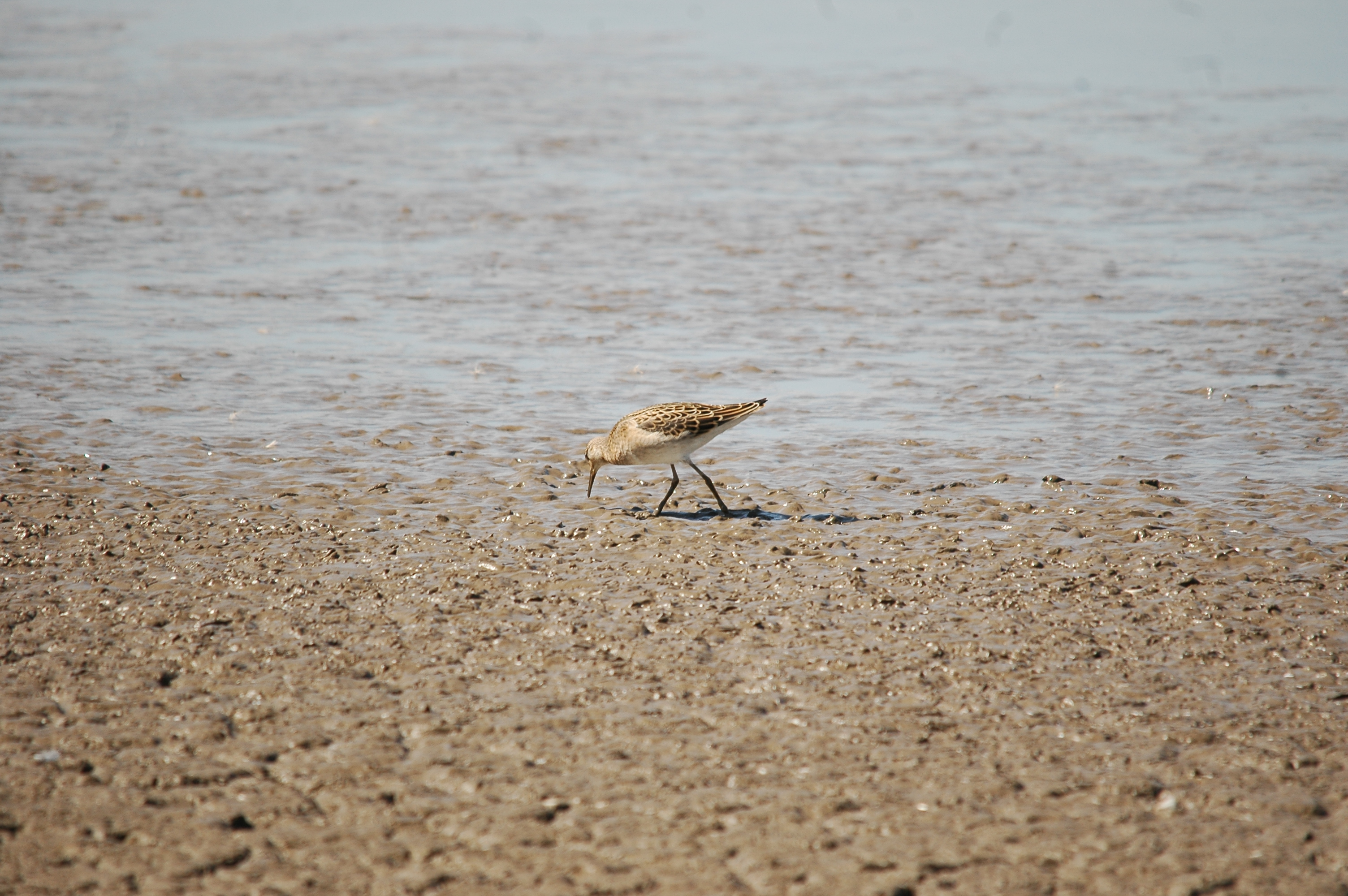 photos/wildlife/Bird_Species/063-Waders/1628-Ruff/20090819-Blacktoft-07.jpg