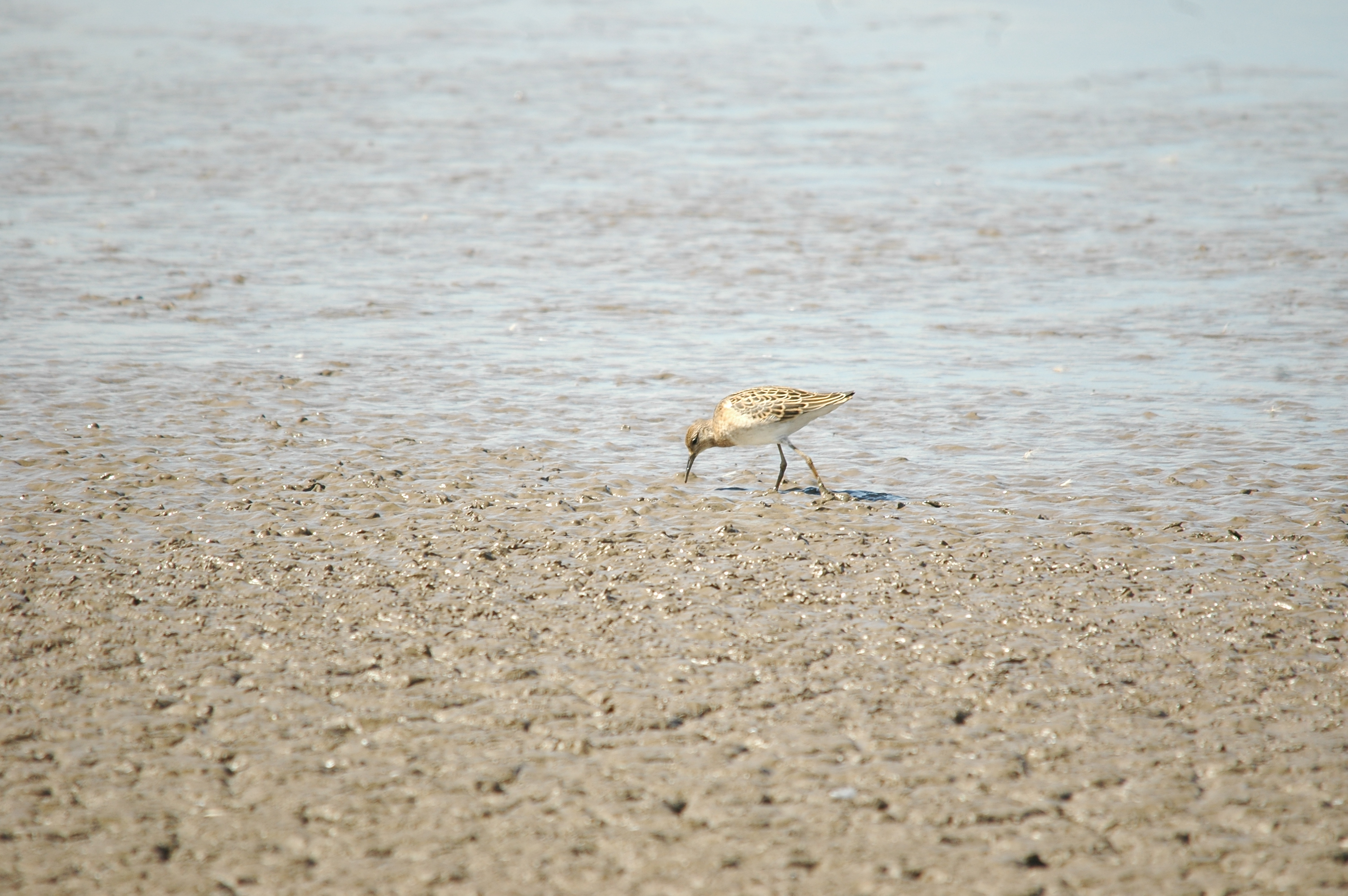 photos/wildlife/Bird_Species/063-Waders/1628-Ruff/20090819-Blacktoft-08.jpg