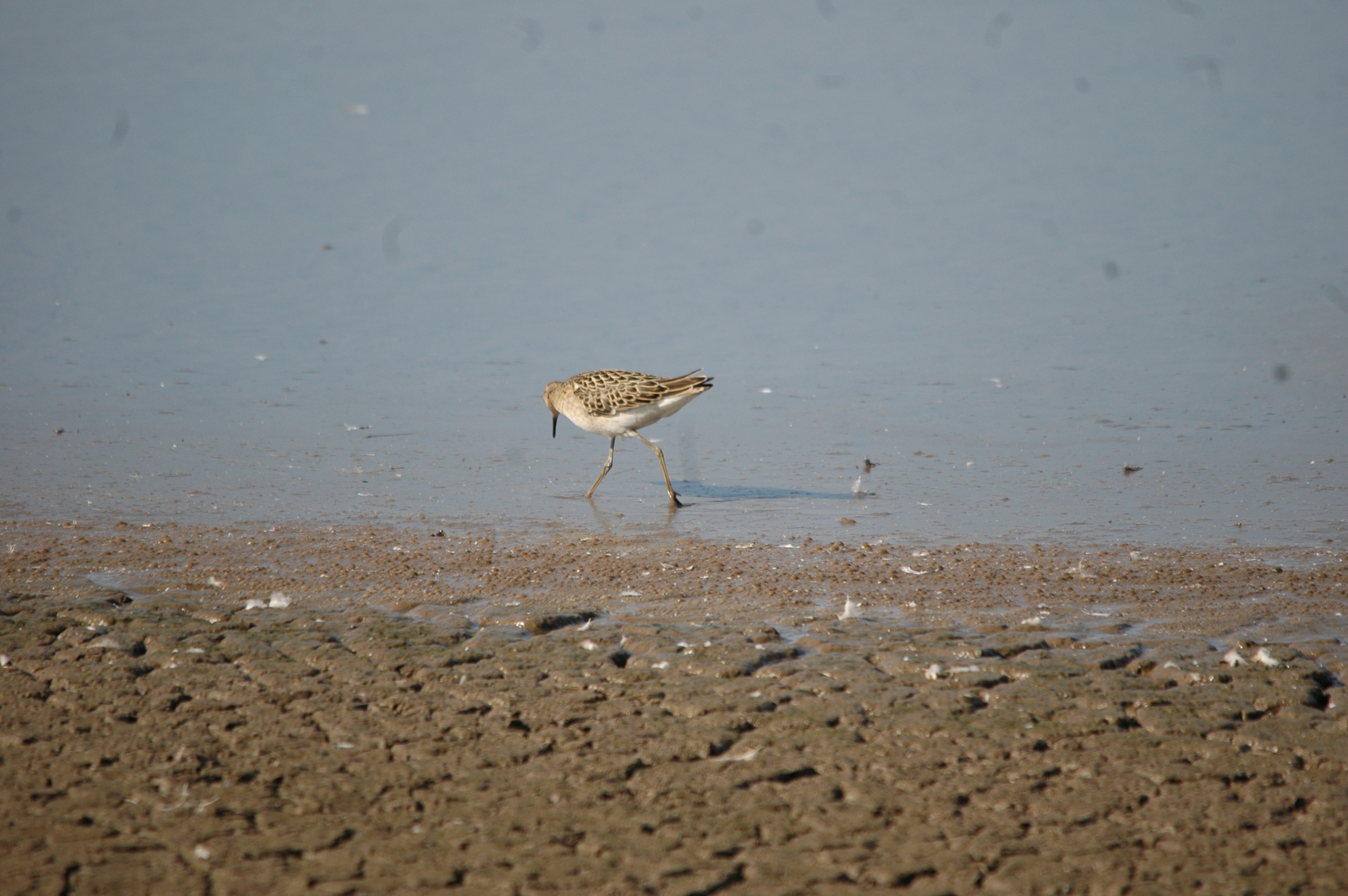 photos/wildlife/Bird_Species/063-Waders/1628-Ruff/20090909-Blacktoft-01.jpg