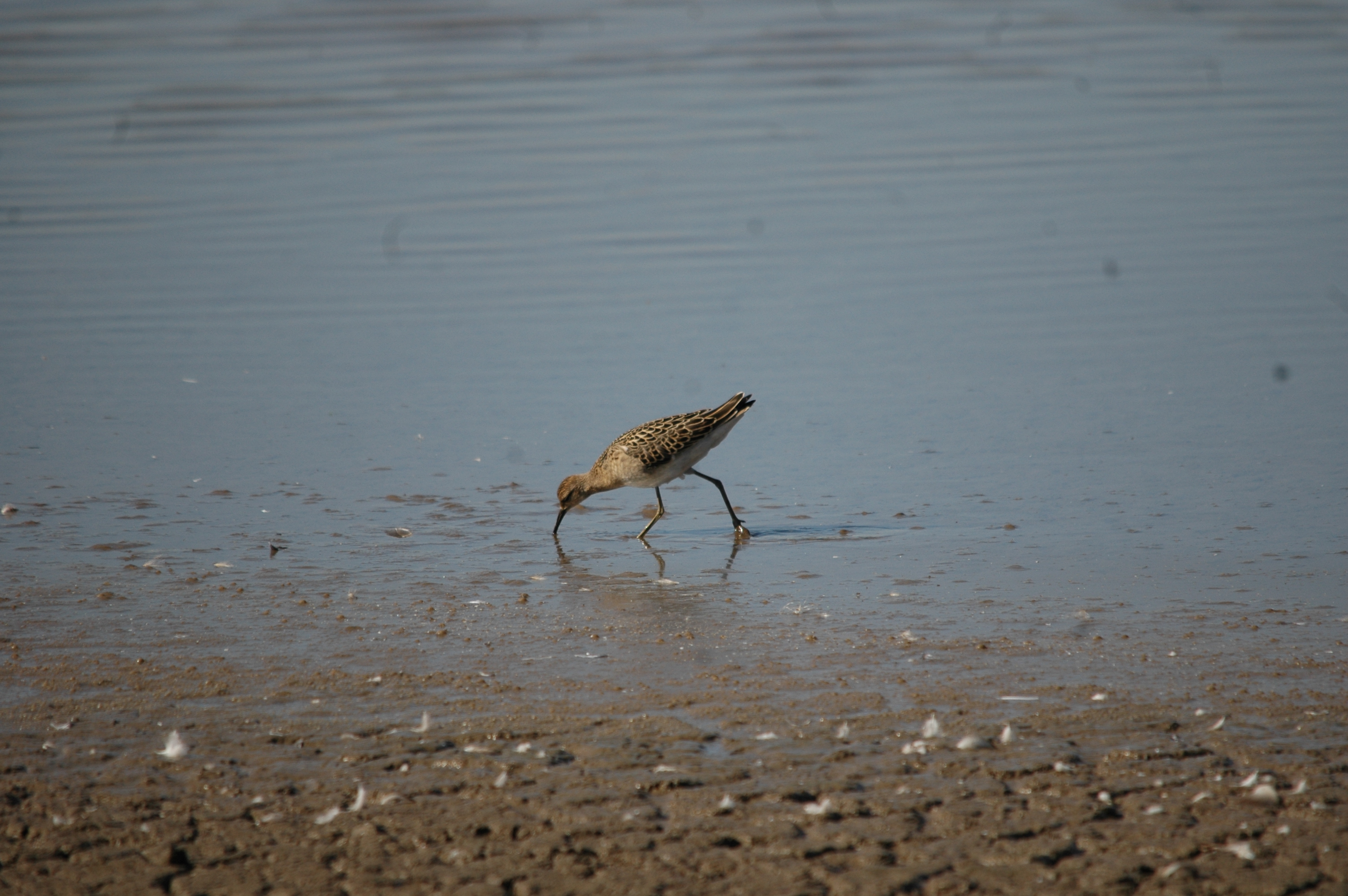 photos/wildlife/Bird_Species/063-Waders/1628-Ruff/20090909-Blacktoft-02.jpg