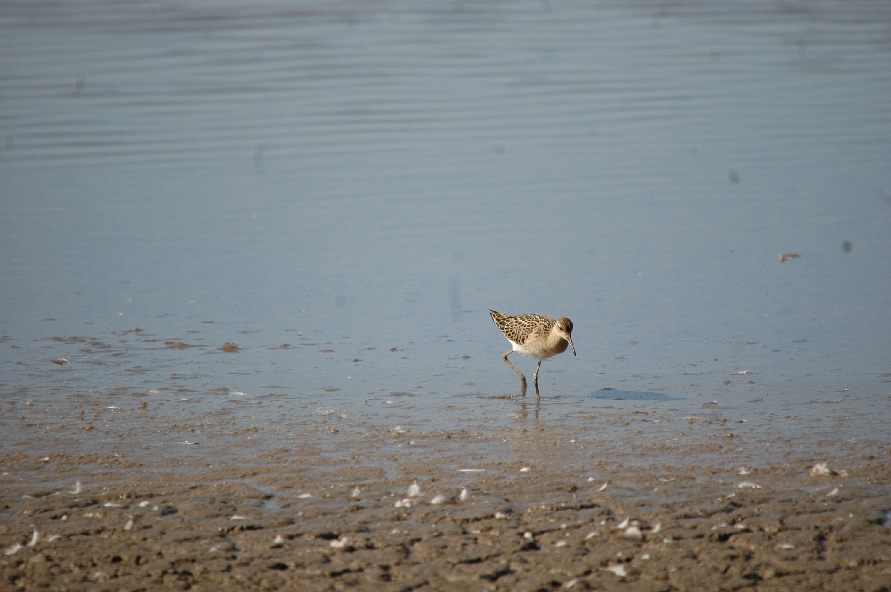 photos/wildlife/Bird_Species/063-Waders/1628-Ruff/20090909-Blacktoft-03.jpg