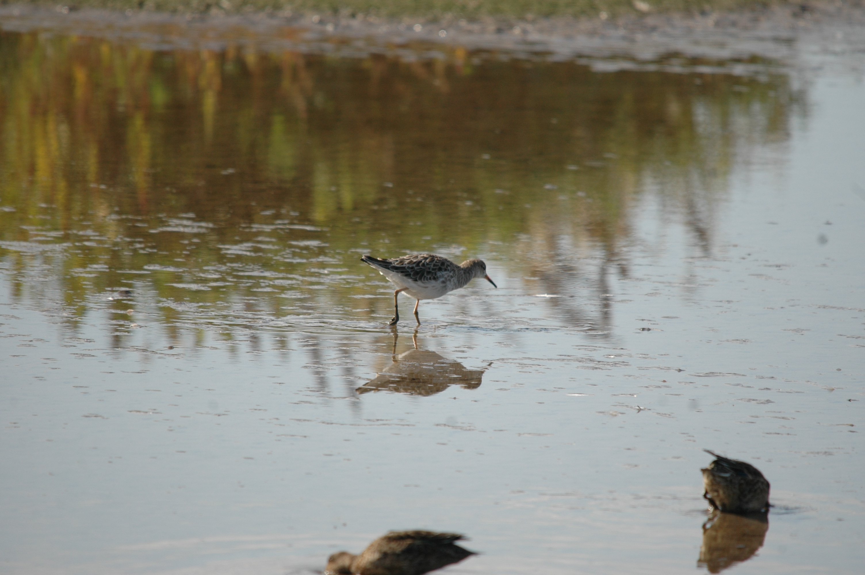 photos/wildlife/Bird_Species/063-Waders/1628-Ruff/20090909-Blacktoft-05.jpg