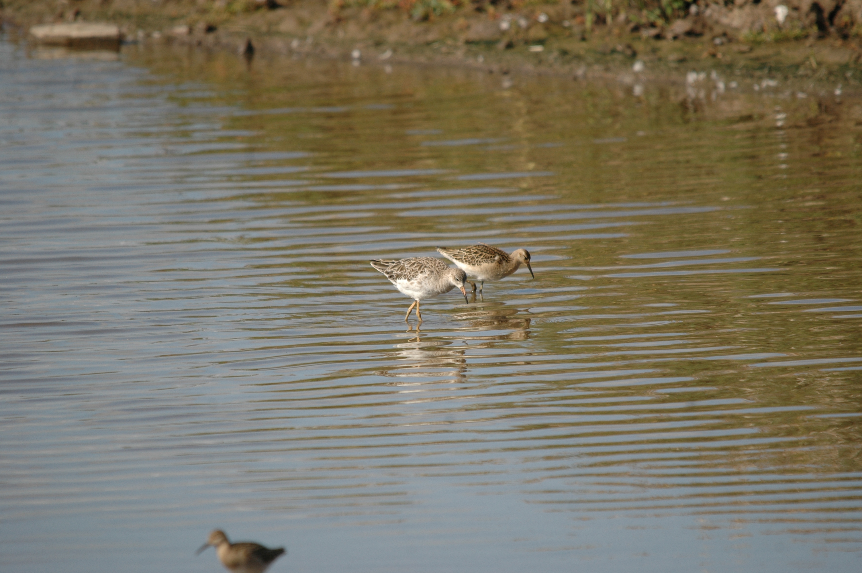 photos/wildlife/Bird_Species/063-Waders/1628-Ruff/20090909-Blacktoft-06.jpg