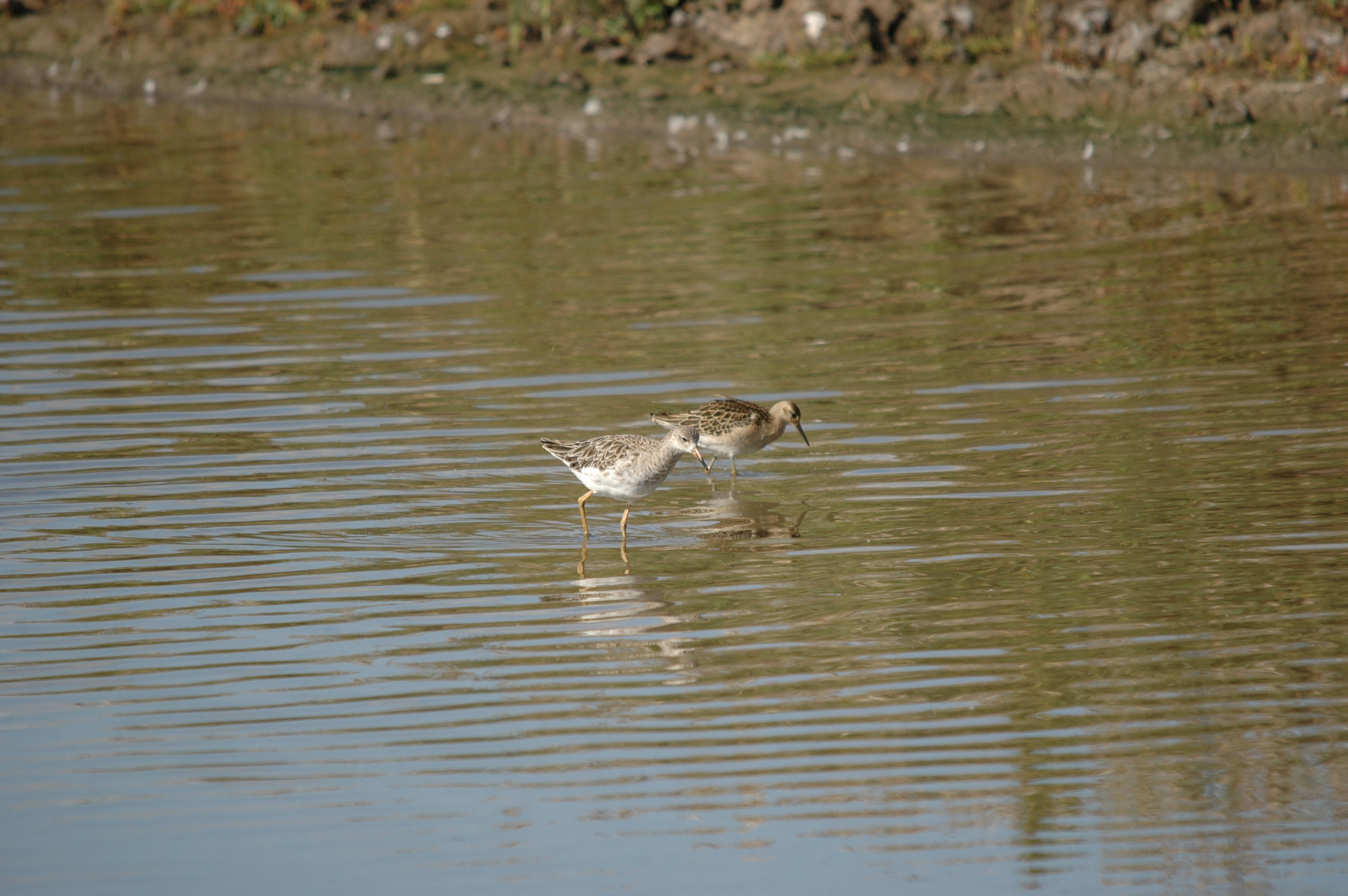 photos/wildlife/Bird_Species/063-Waders/1628-Ruff/20090909-Blacktoft-07.jpg