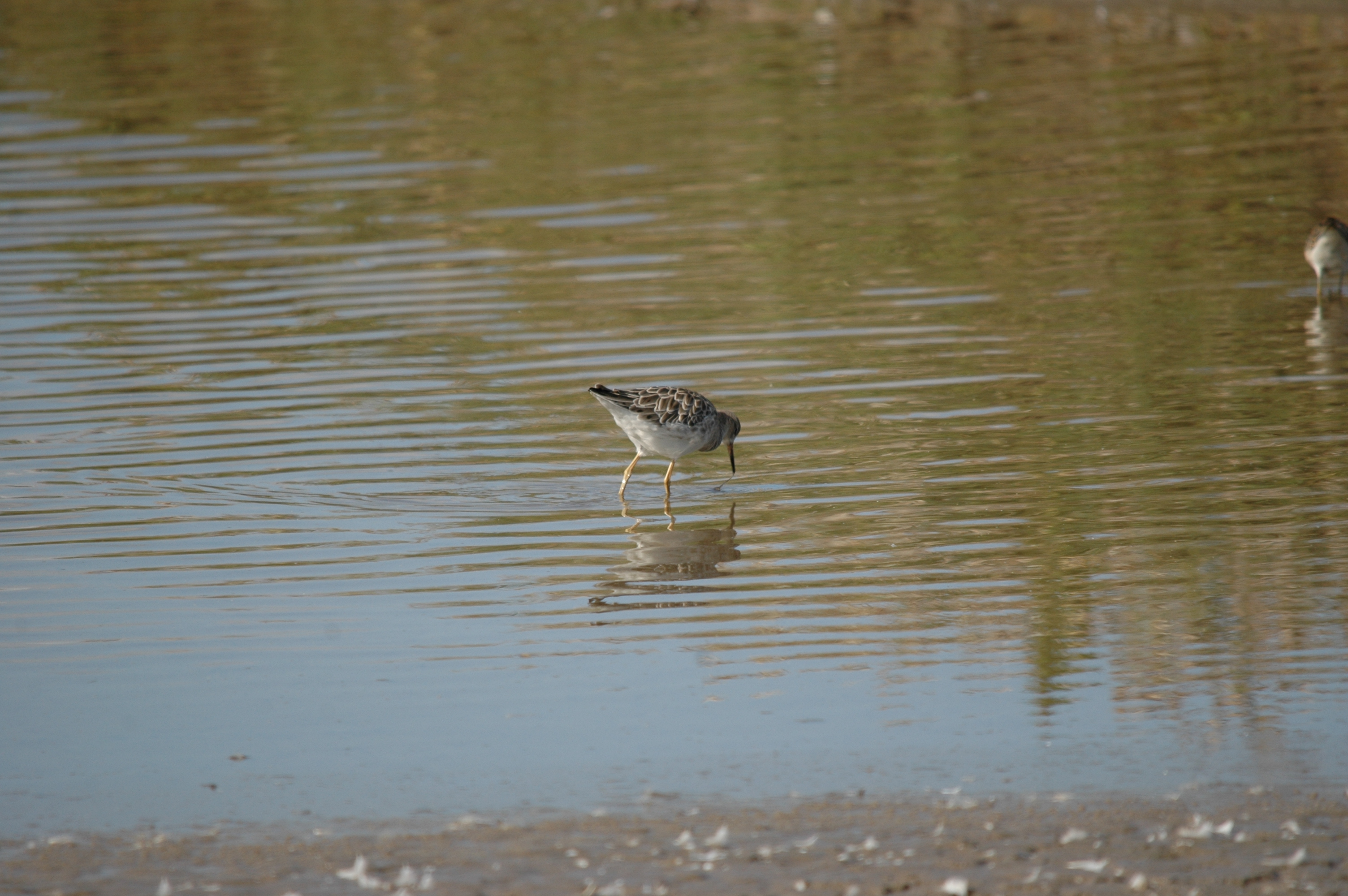 photos/wildlife/Bird_Species/063-Waders/1628-Ruff/20090909-Blacktoft-08.jpg