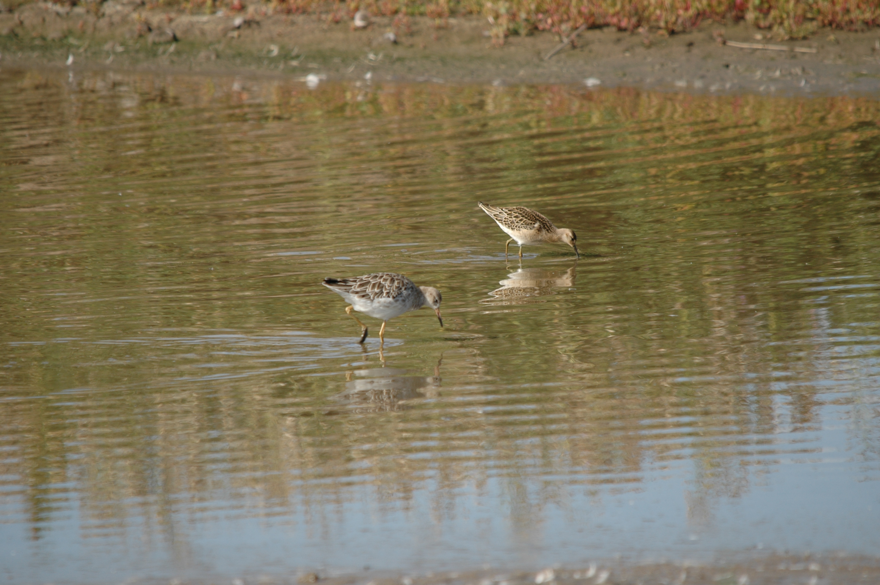 photos/wildlife/Bird_Species/063-Waders/1628-Ruff/20090909-Blacktoft-09.jpg