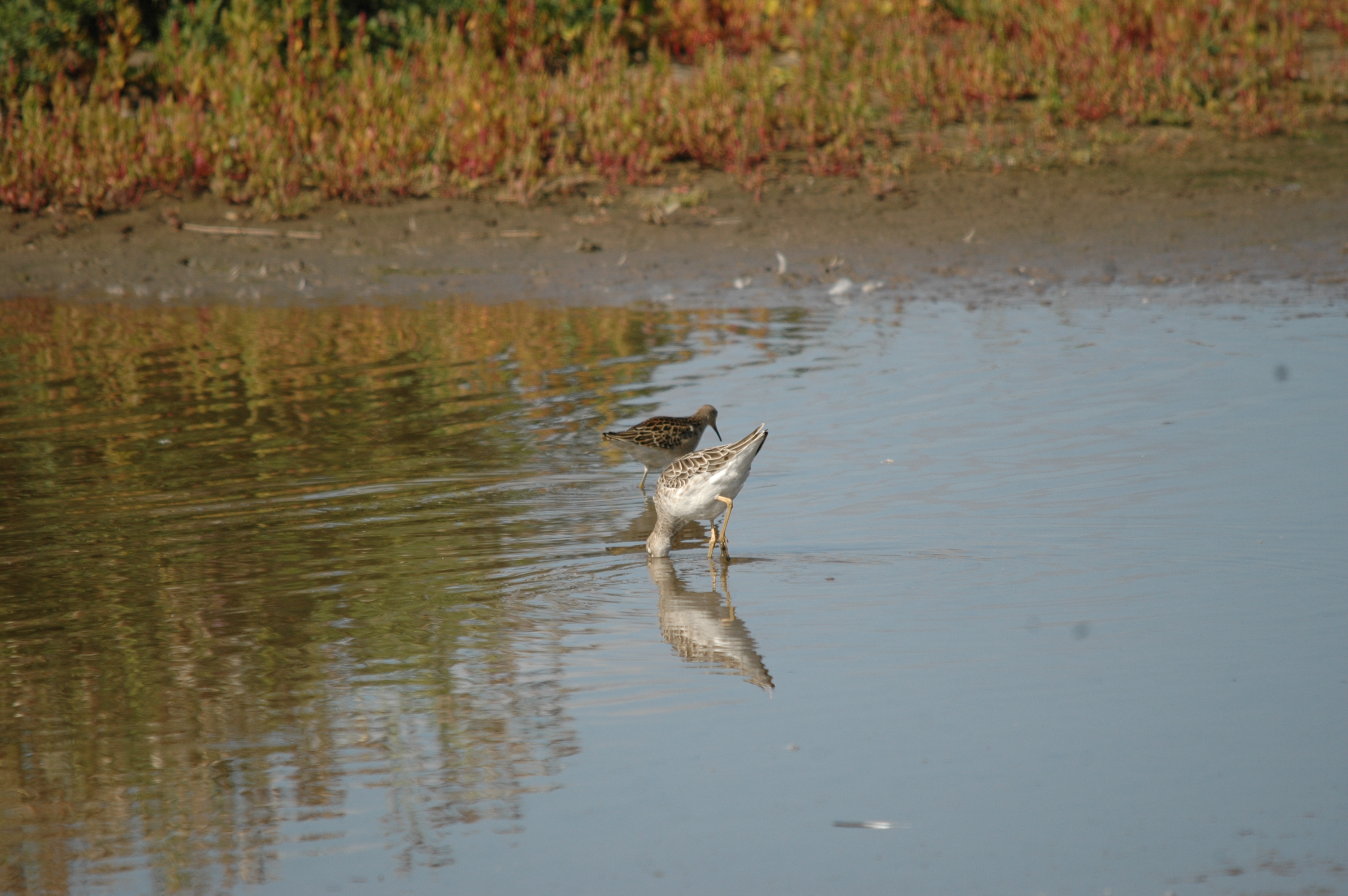 photos/wildlife/Bird_Species/063-Waders/1628-Ruff/20090909-Blacktoft-10.jpg
