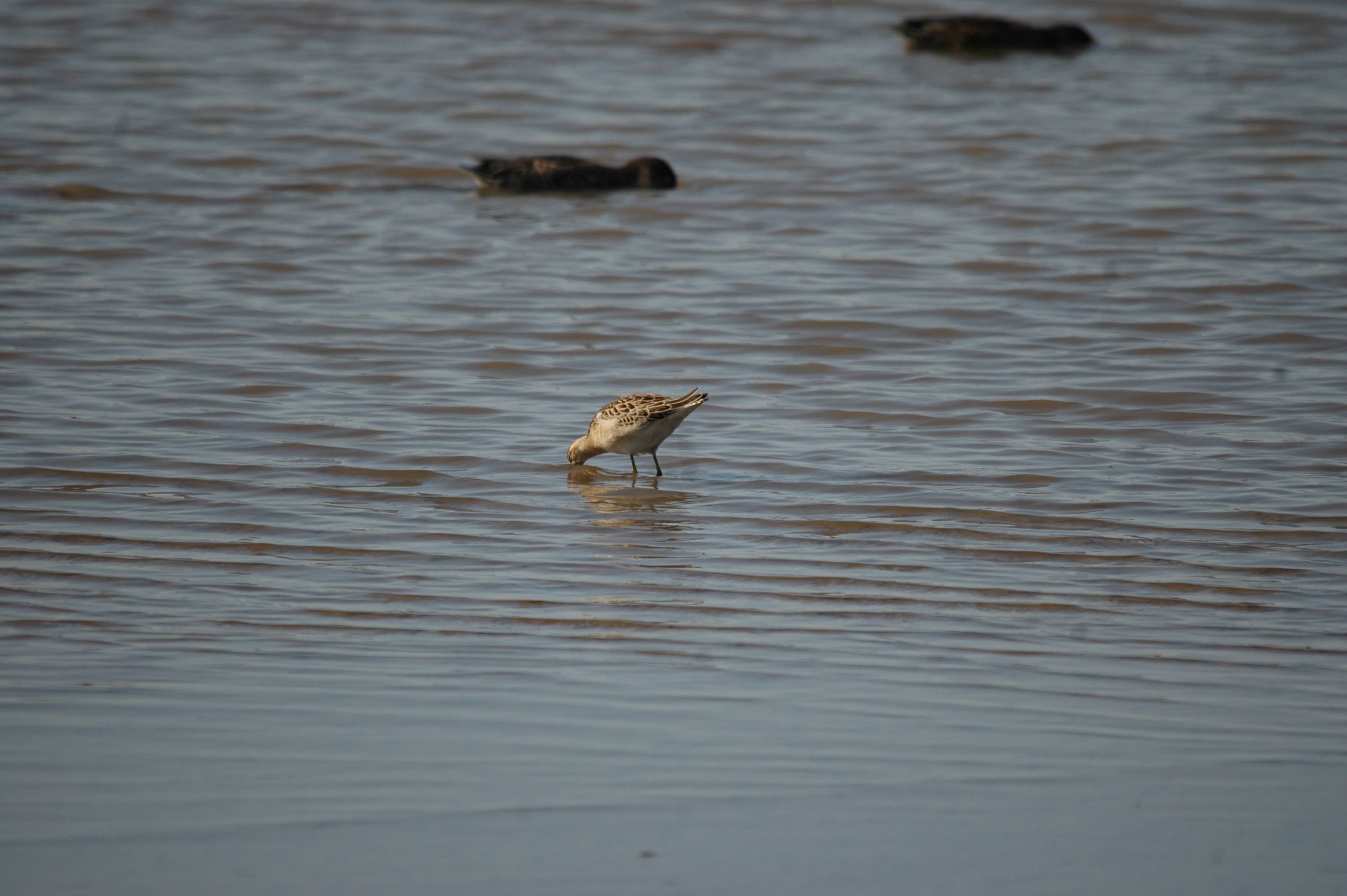 photos/wildlife/Bird_Species/063-Waders/1628-Ruff/20090909-Blacktoft-11.jpg